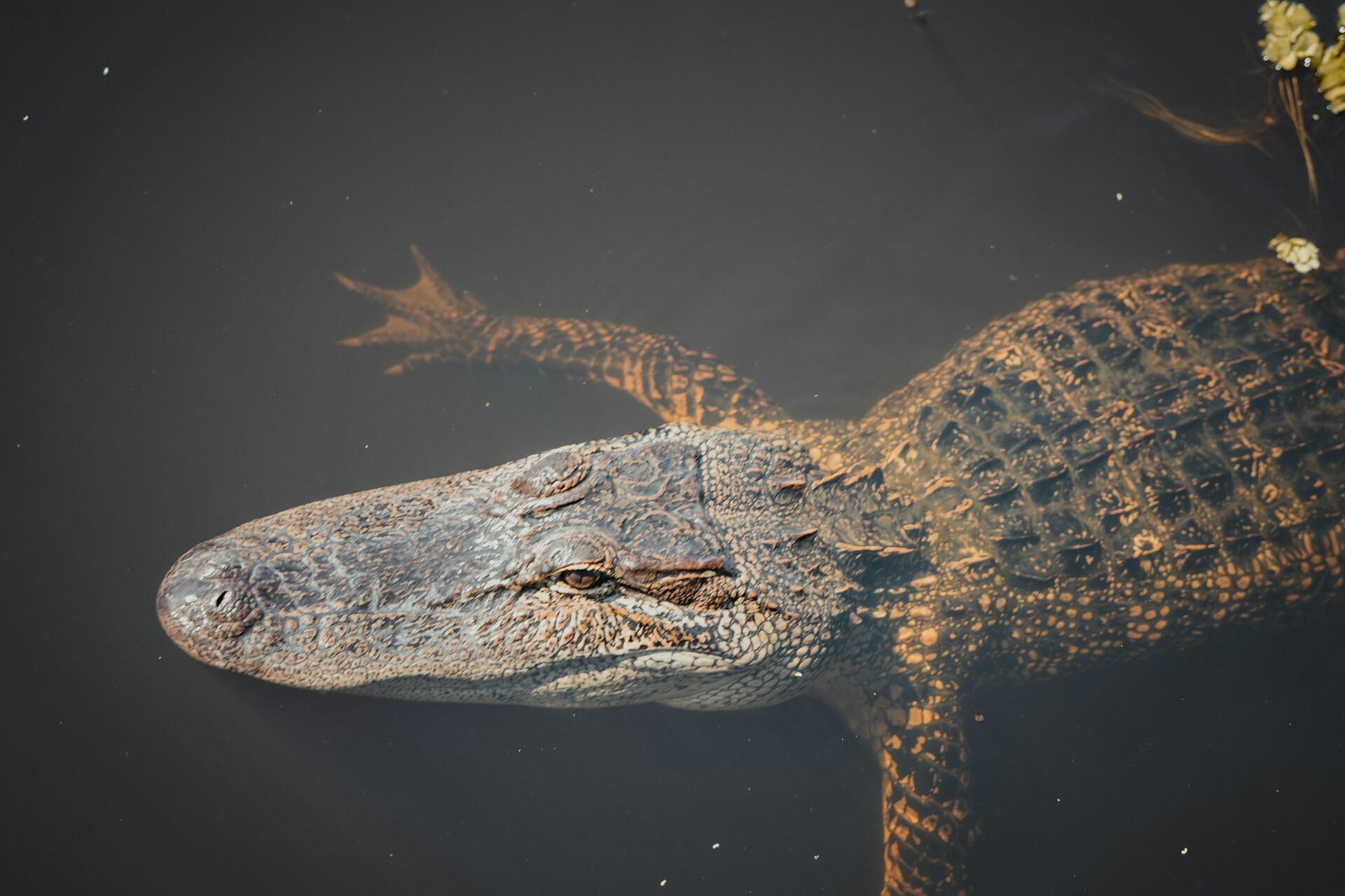 an alligator in the swamp