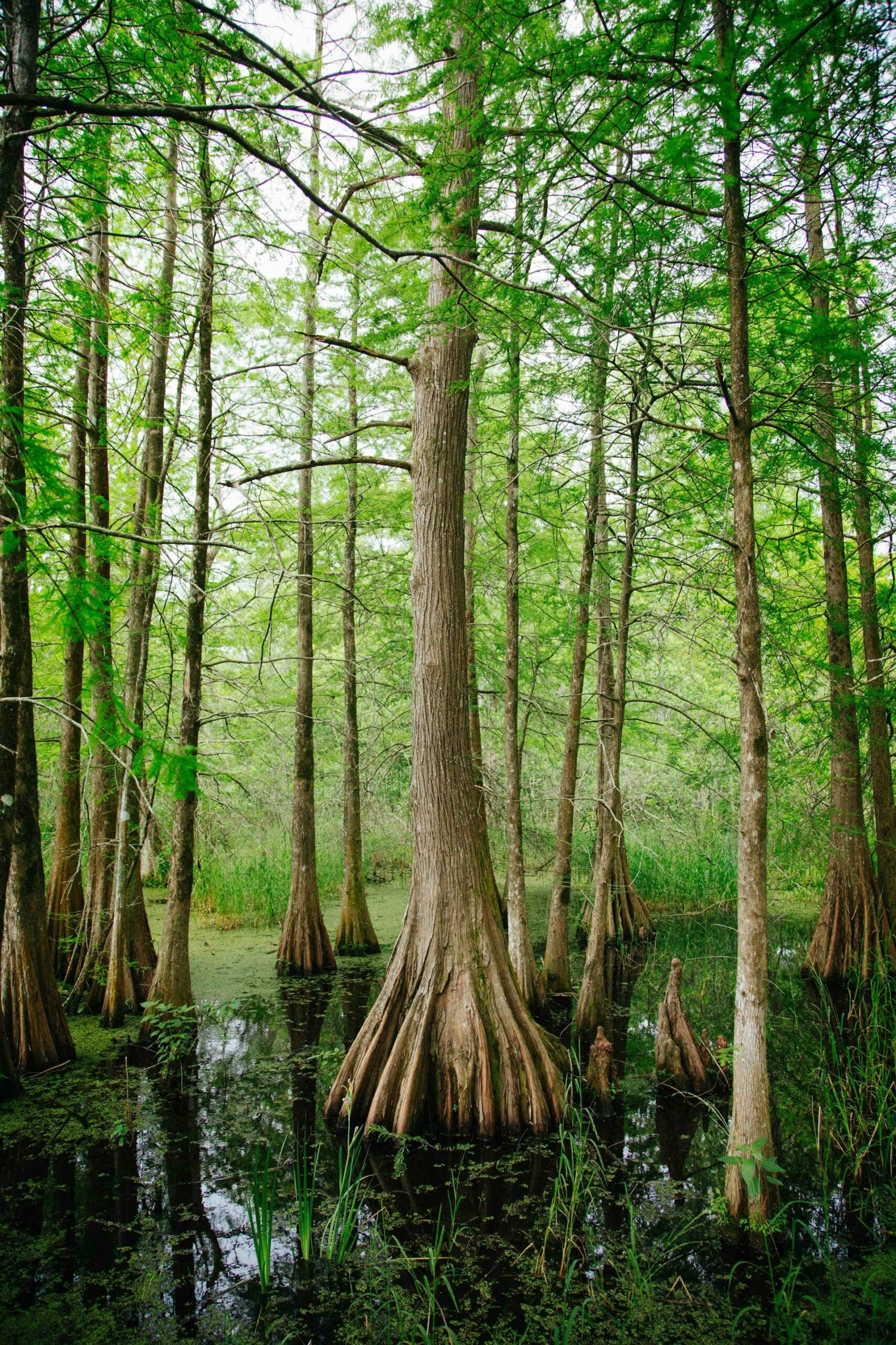 Cypress trees in the bayou in Lafayette