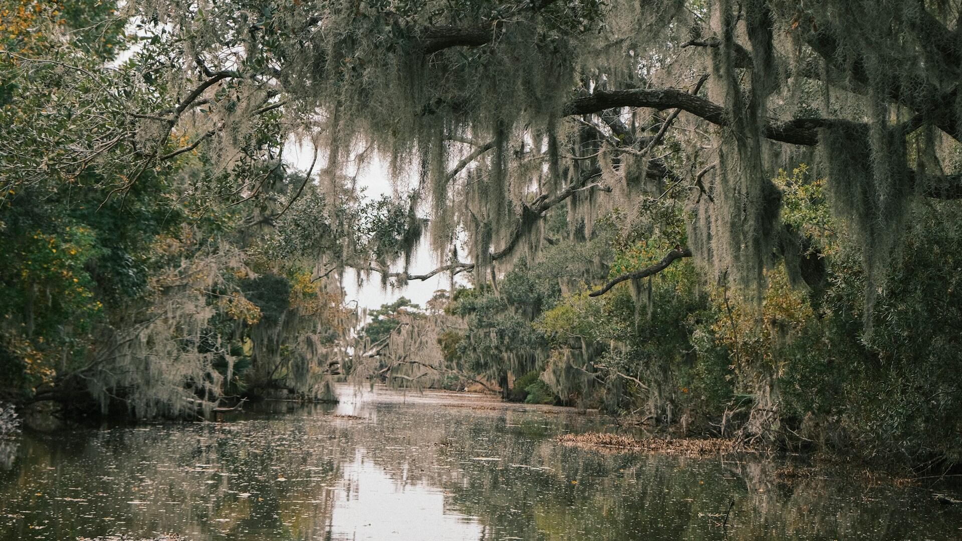a swampy area in Louisiana