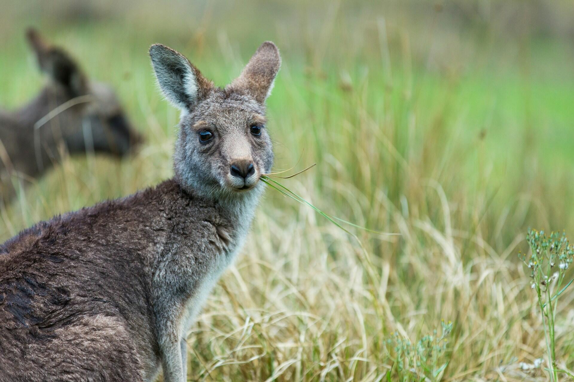 A picture of a kangaroo in the grass