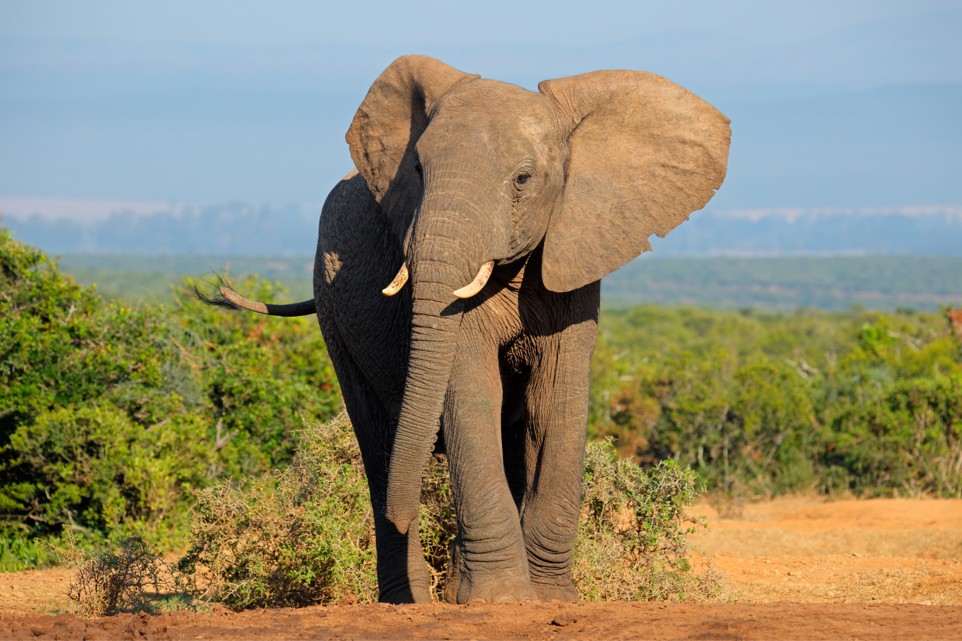 A large elephant standing on the ground, showing its size and the texture of the soil around it. 