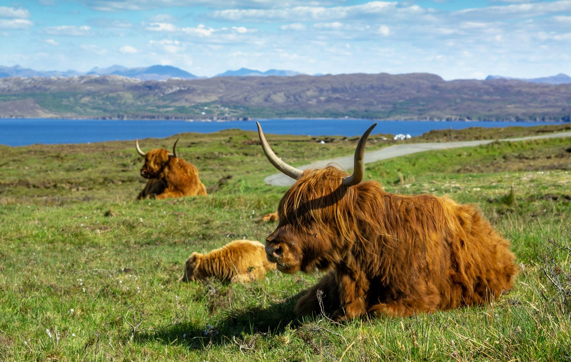 Three highland cows laying down in the grass.