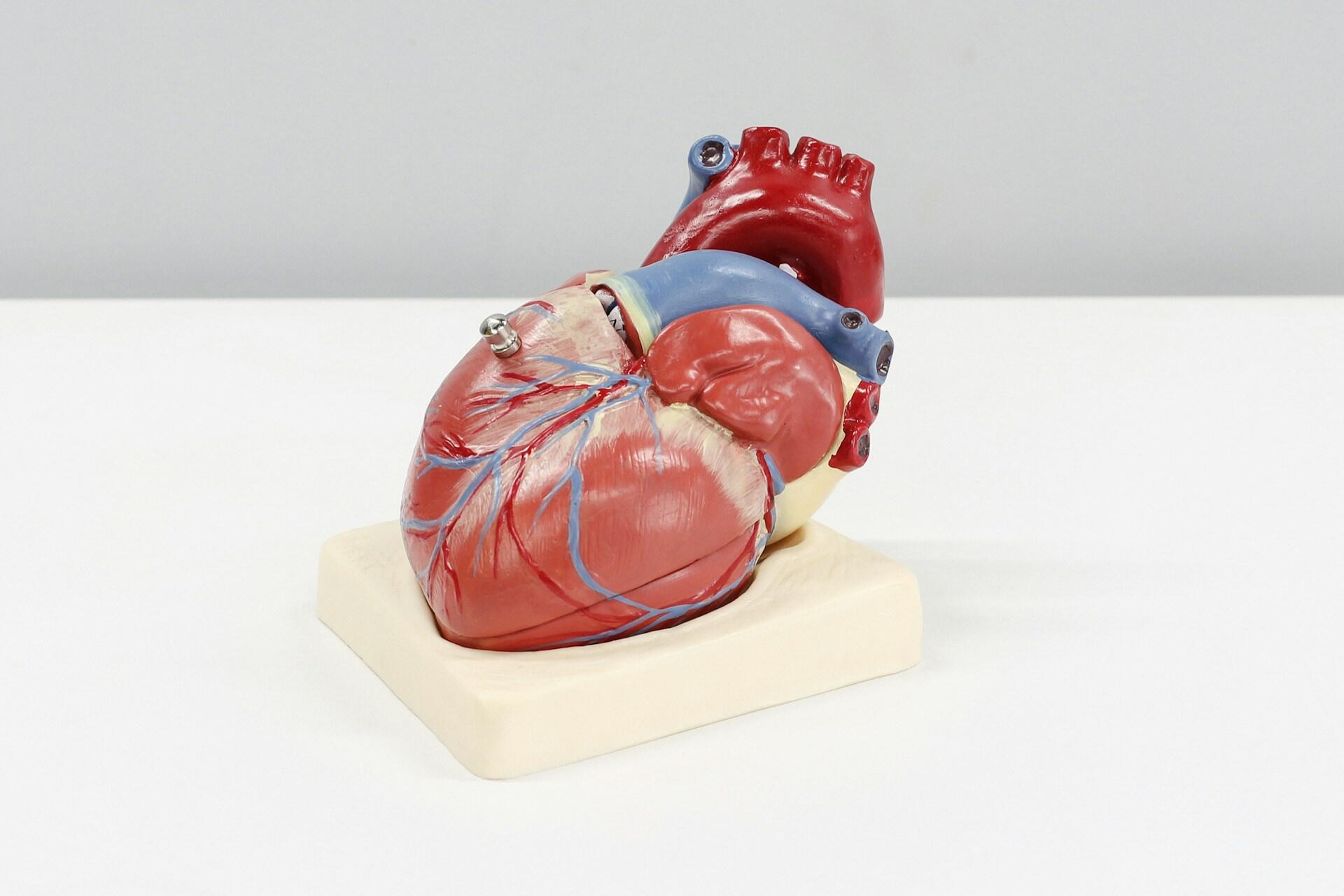 A model of the human heart.