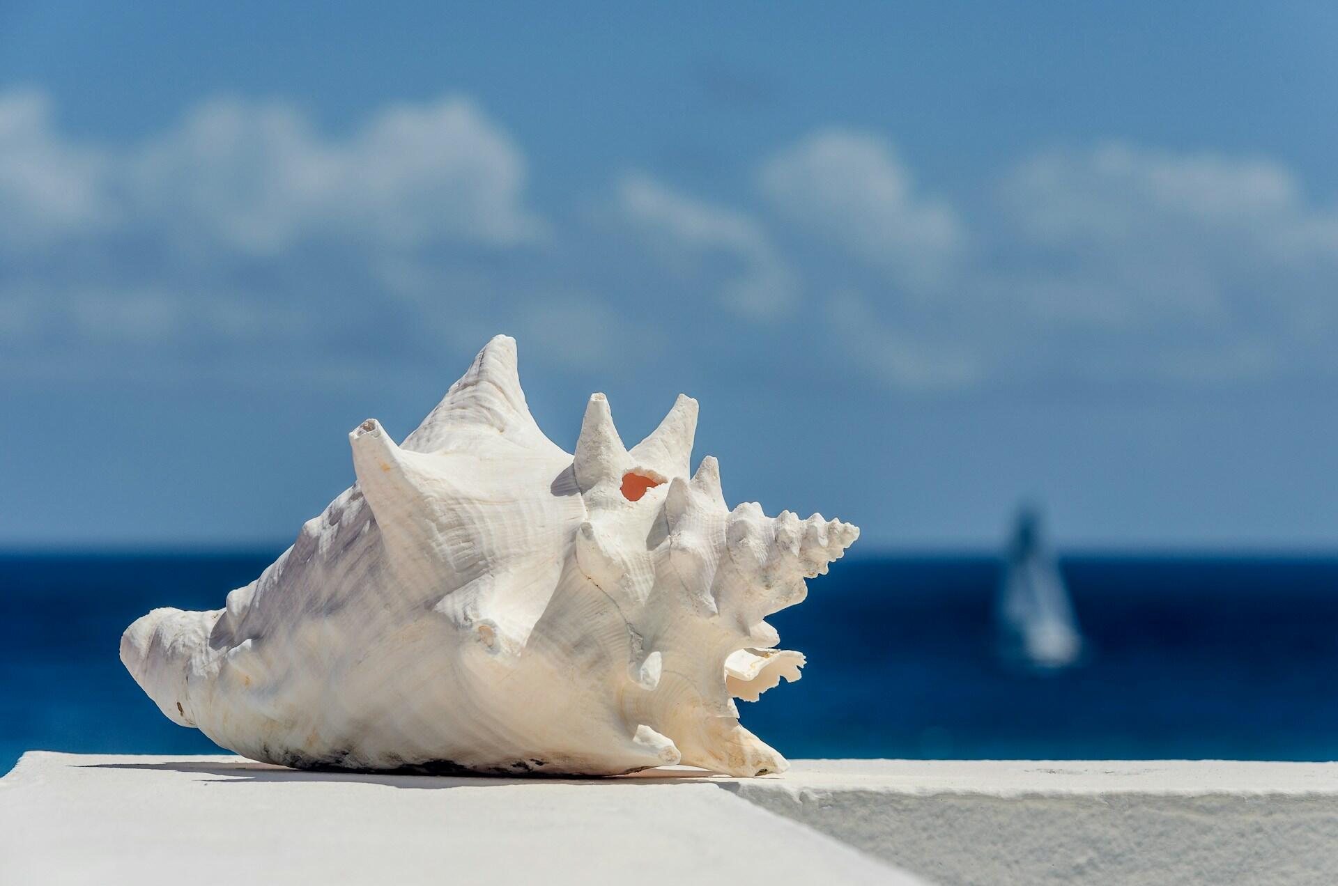conch shell at the beach