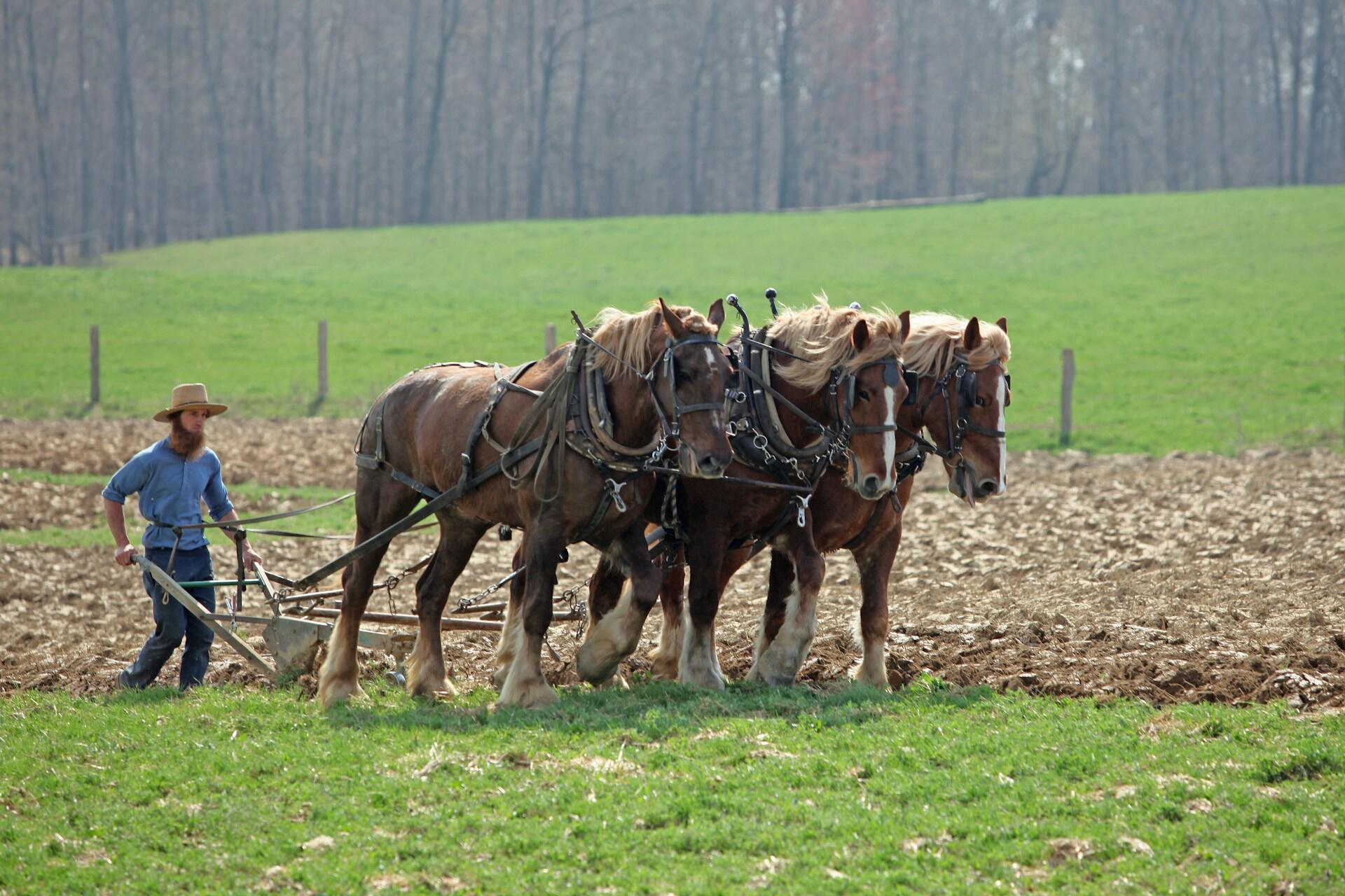 plow horses pulling a manual plow in a field