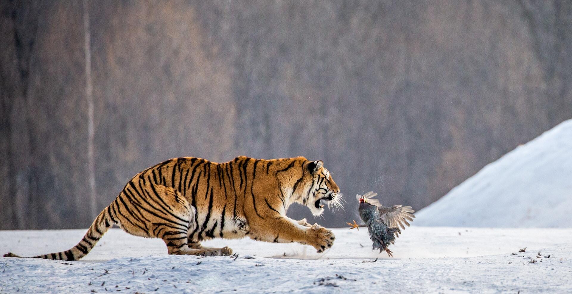tiger hunting a bird