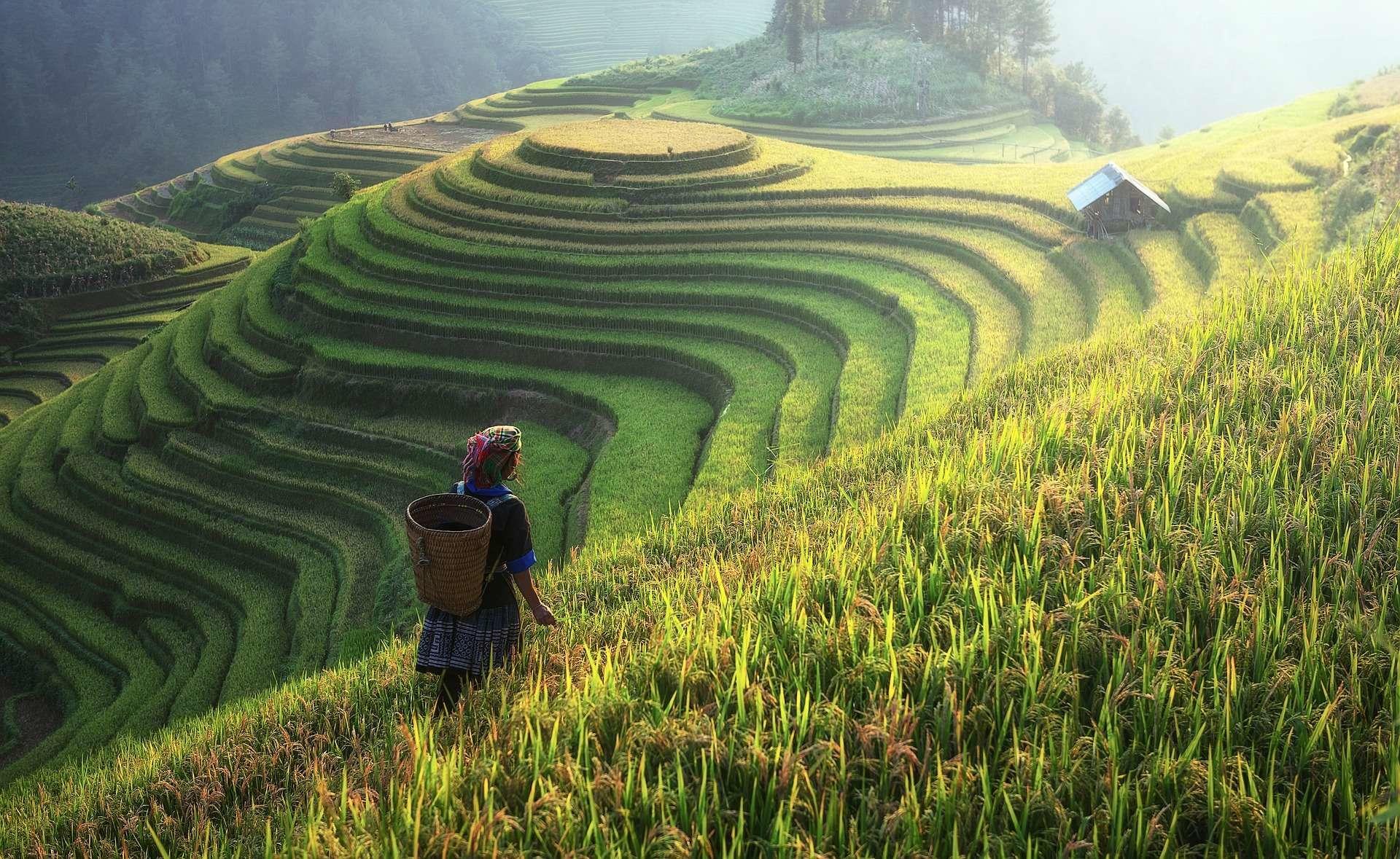 Young woman in rice fields carrying a woven bag on her back. 