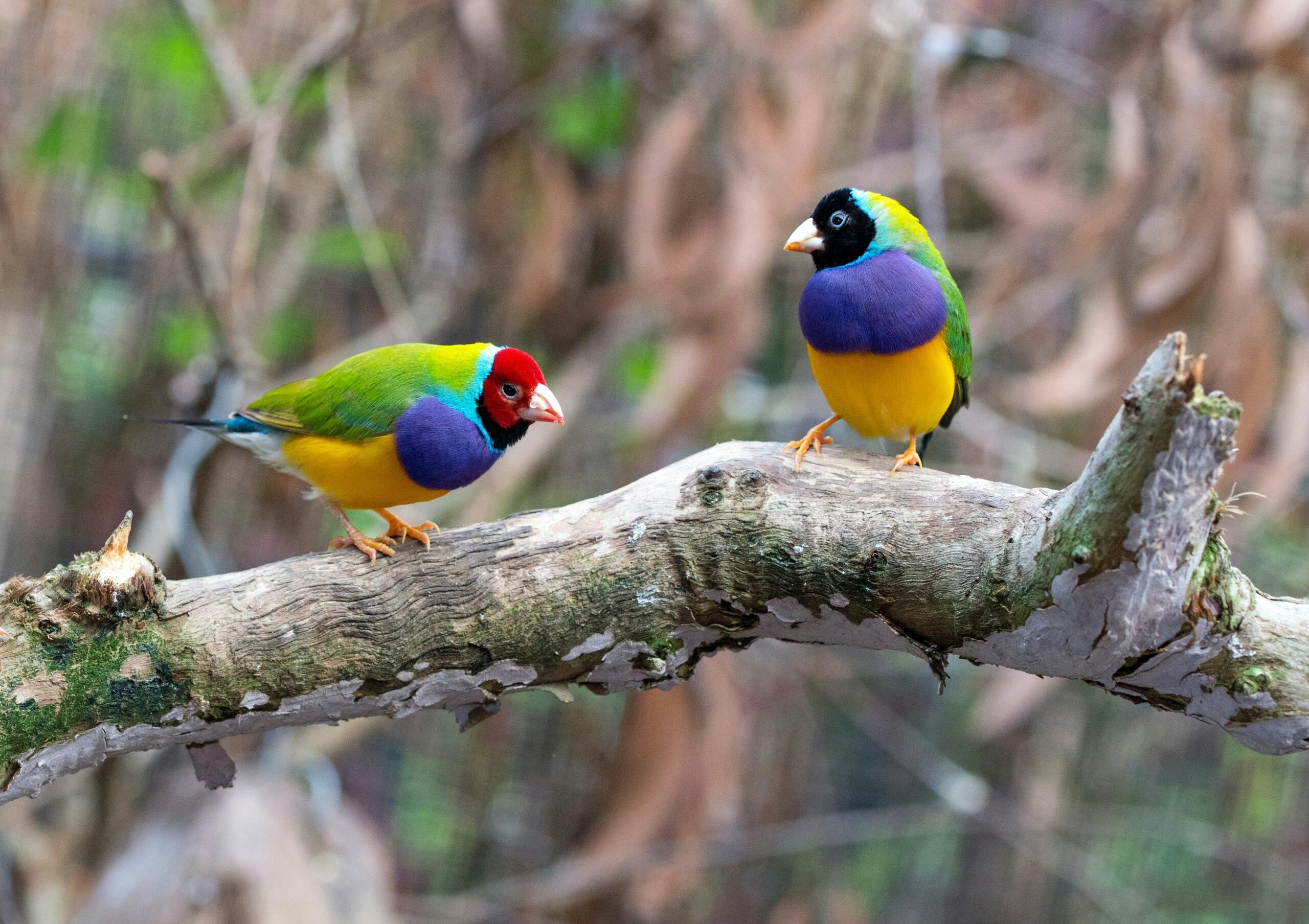 Two colorful birds sitting on a branch.