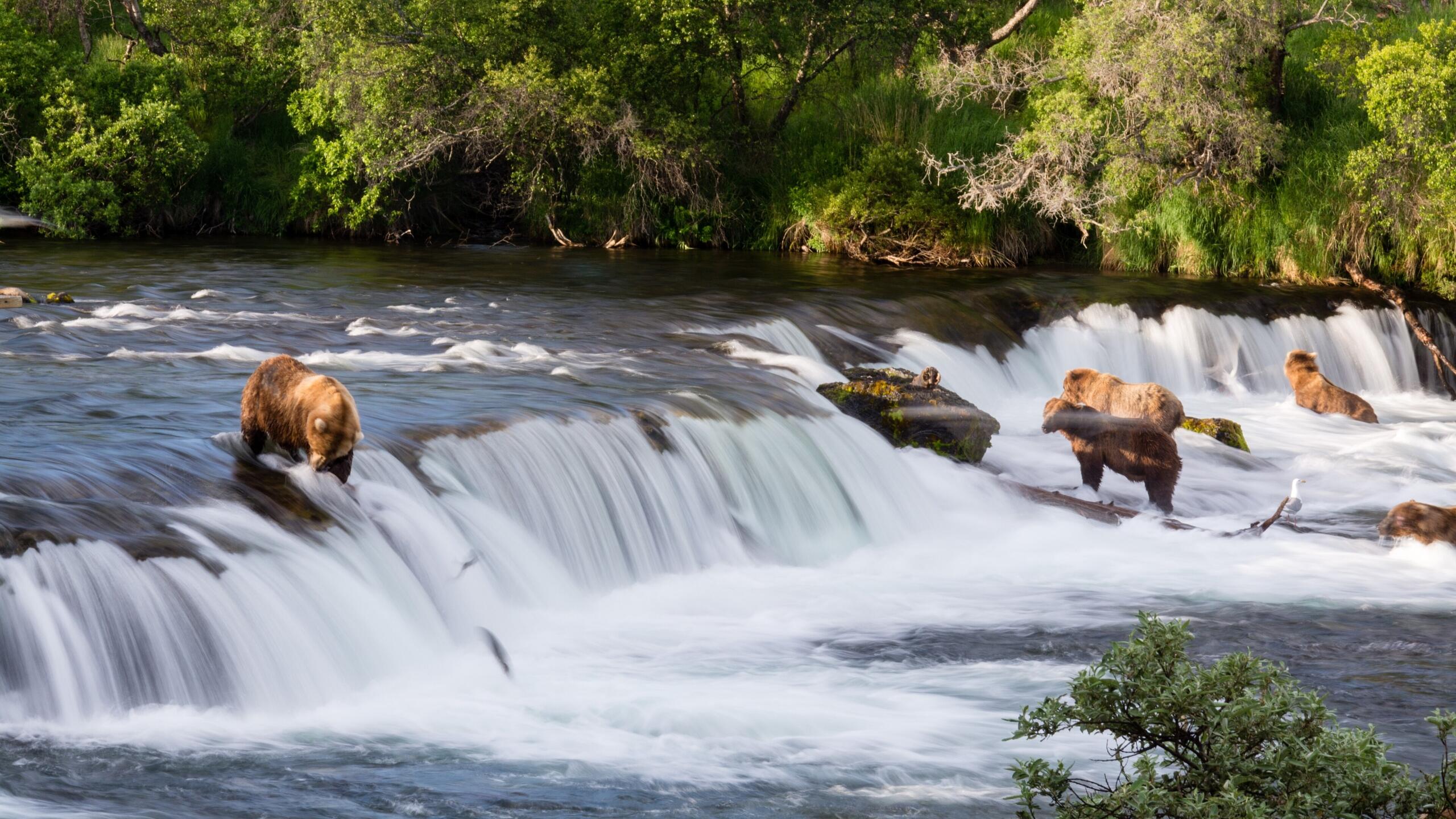 several brown bears standing near a small waterfall where salmon jump