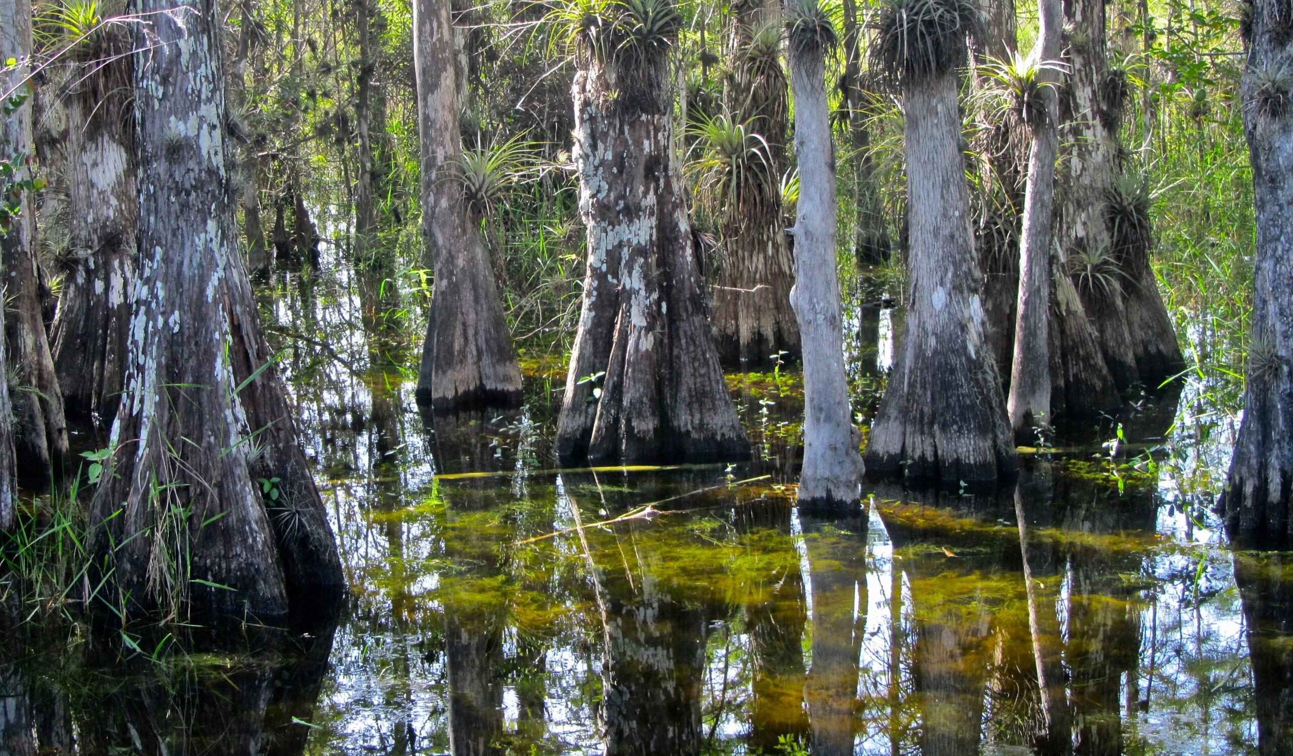 swampy water full of underwater plants; big trees grow out of the water, and air plants grow on crevices in the threes