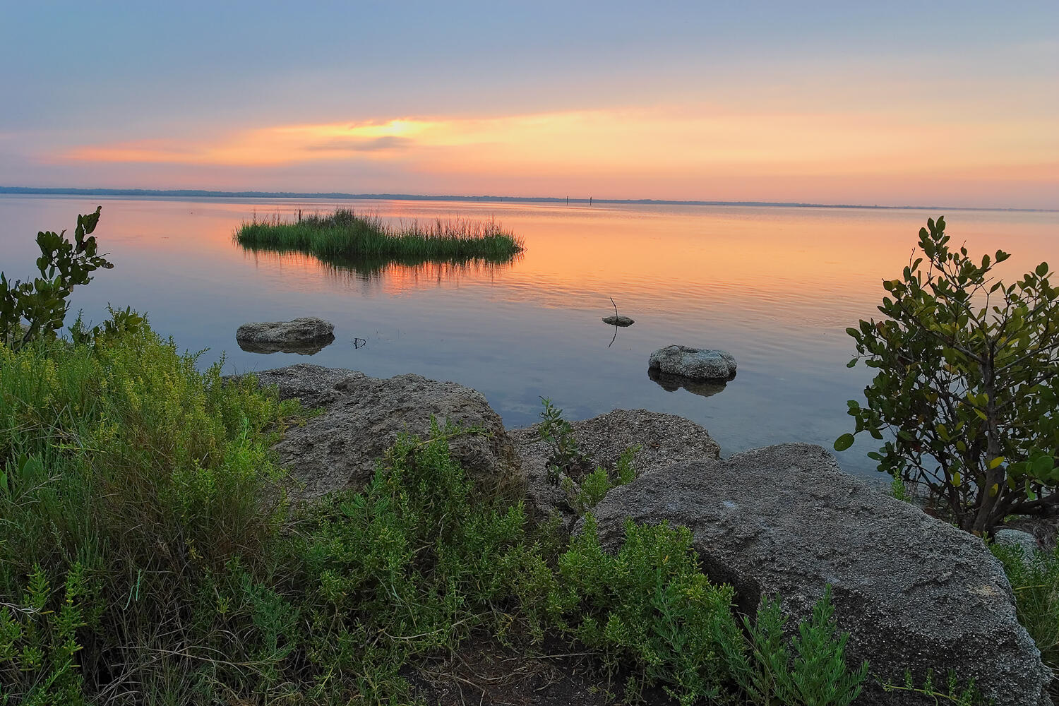 a marshy shore with rocks and plants at sunrise
