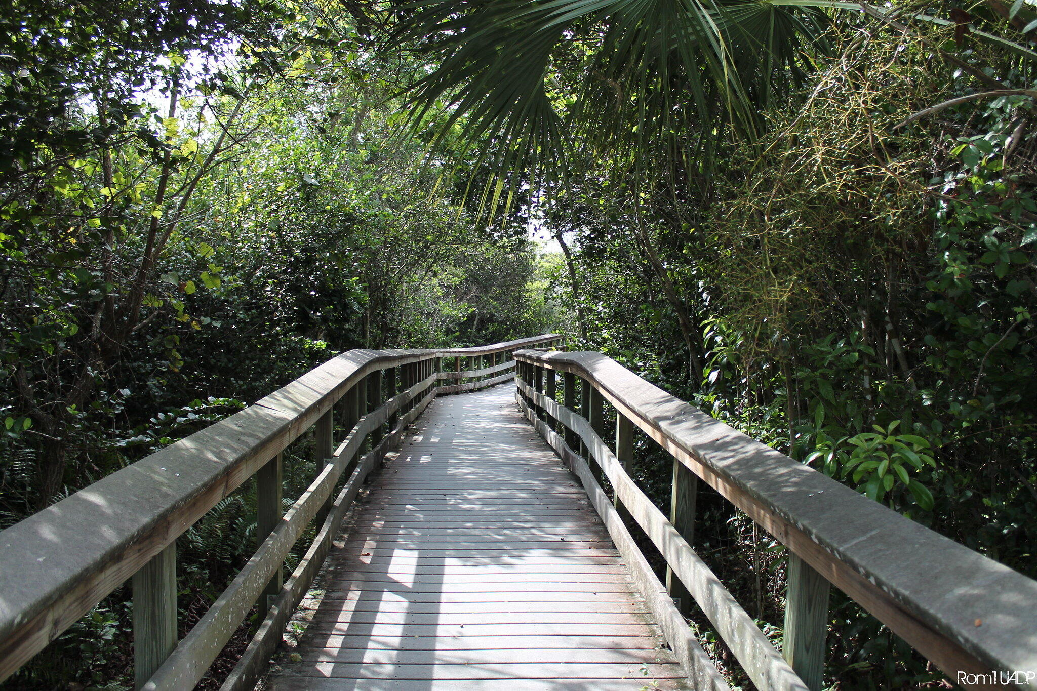 boardwalk through the Everglades lush Forest and swamp