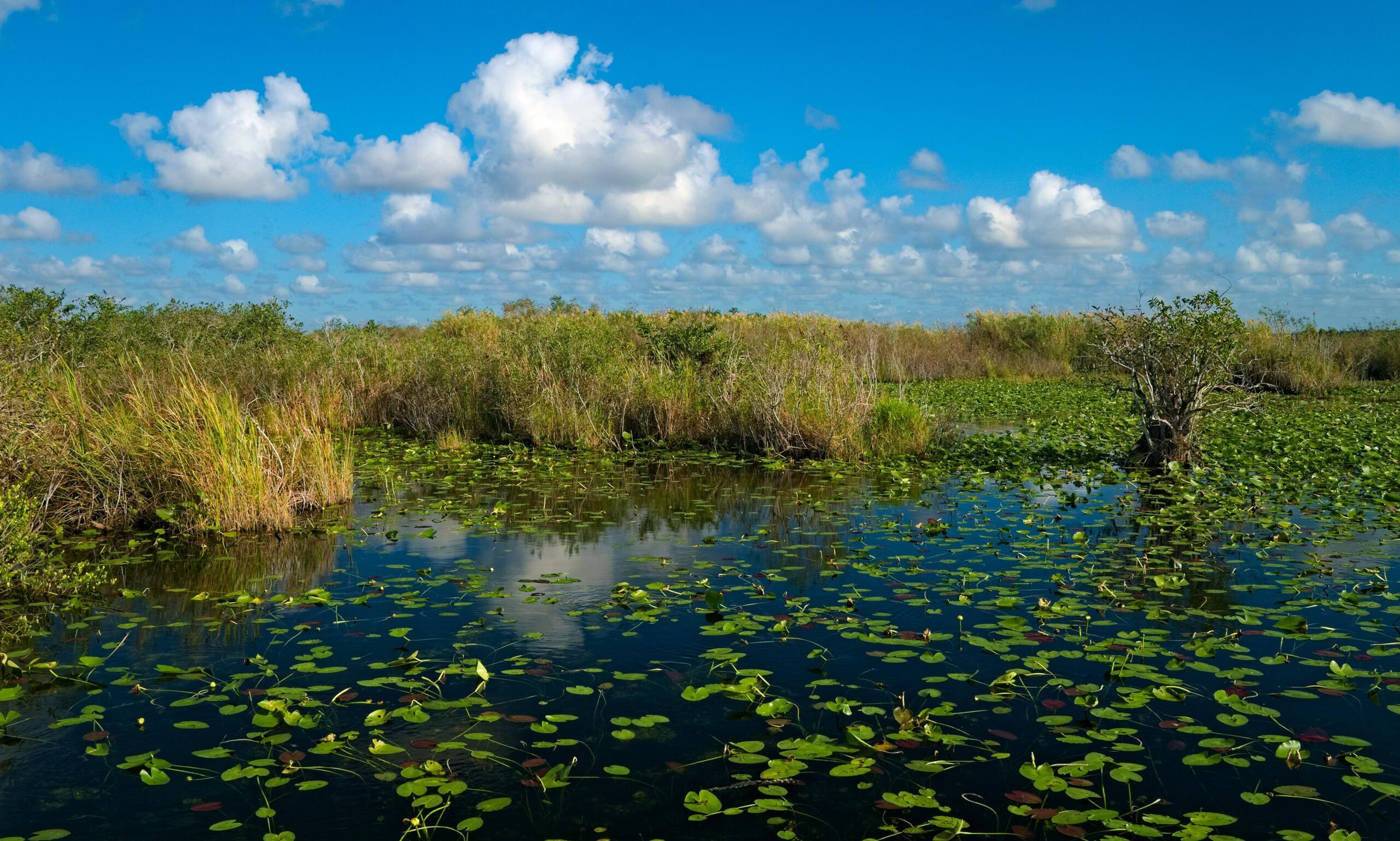 pond with small water lilies on top, tall pond grass in the back, and a bright blue sky with small puffy clouds