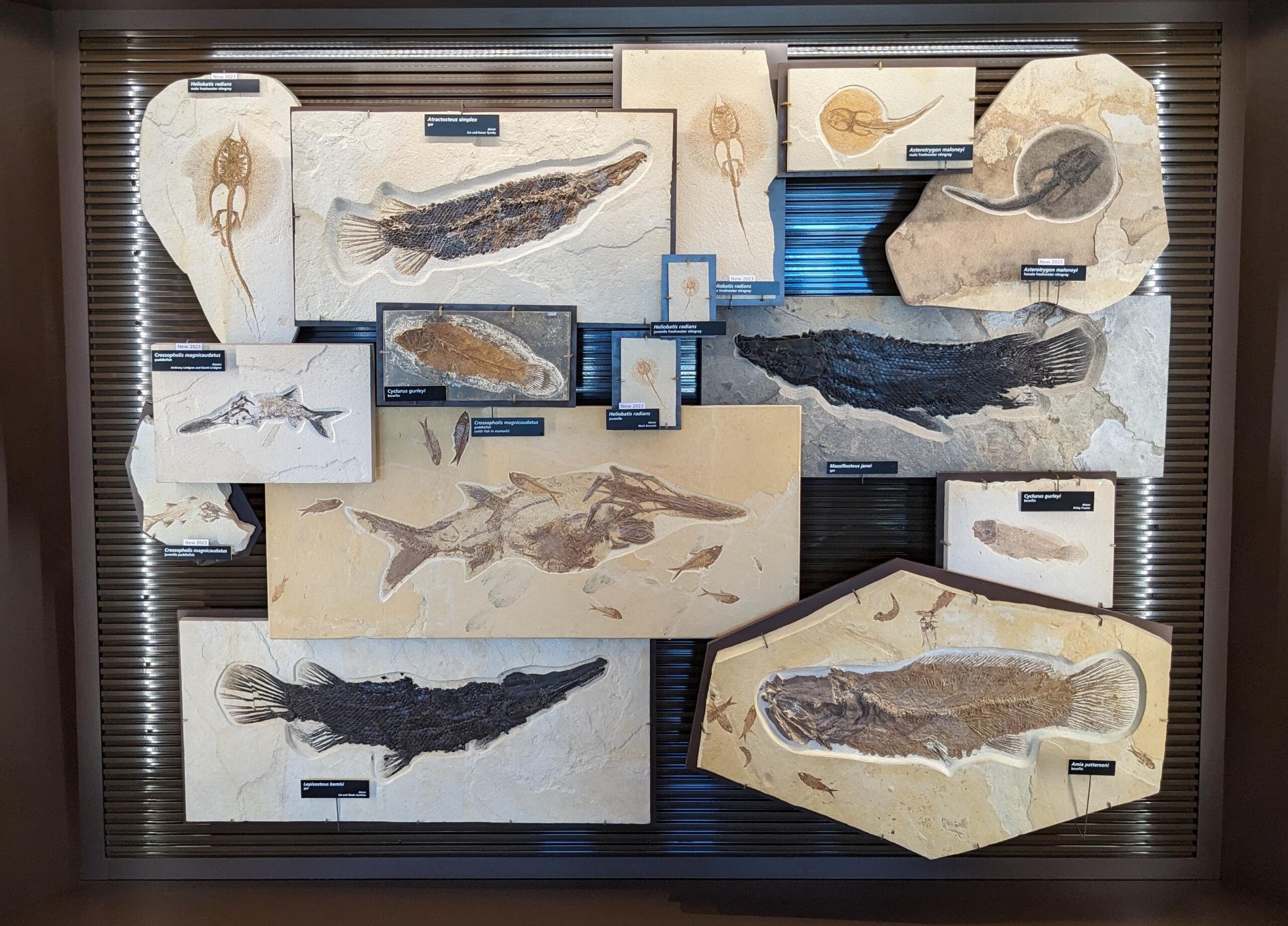 display at the Fossil Butte visitor center showing several fish fossils