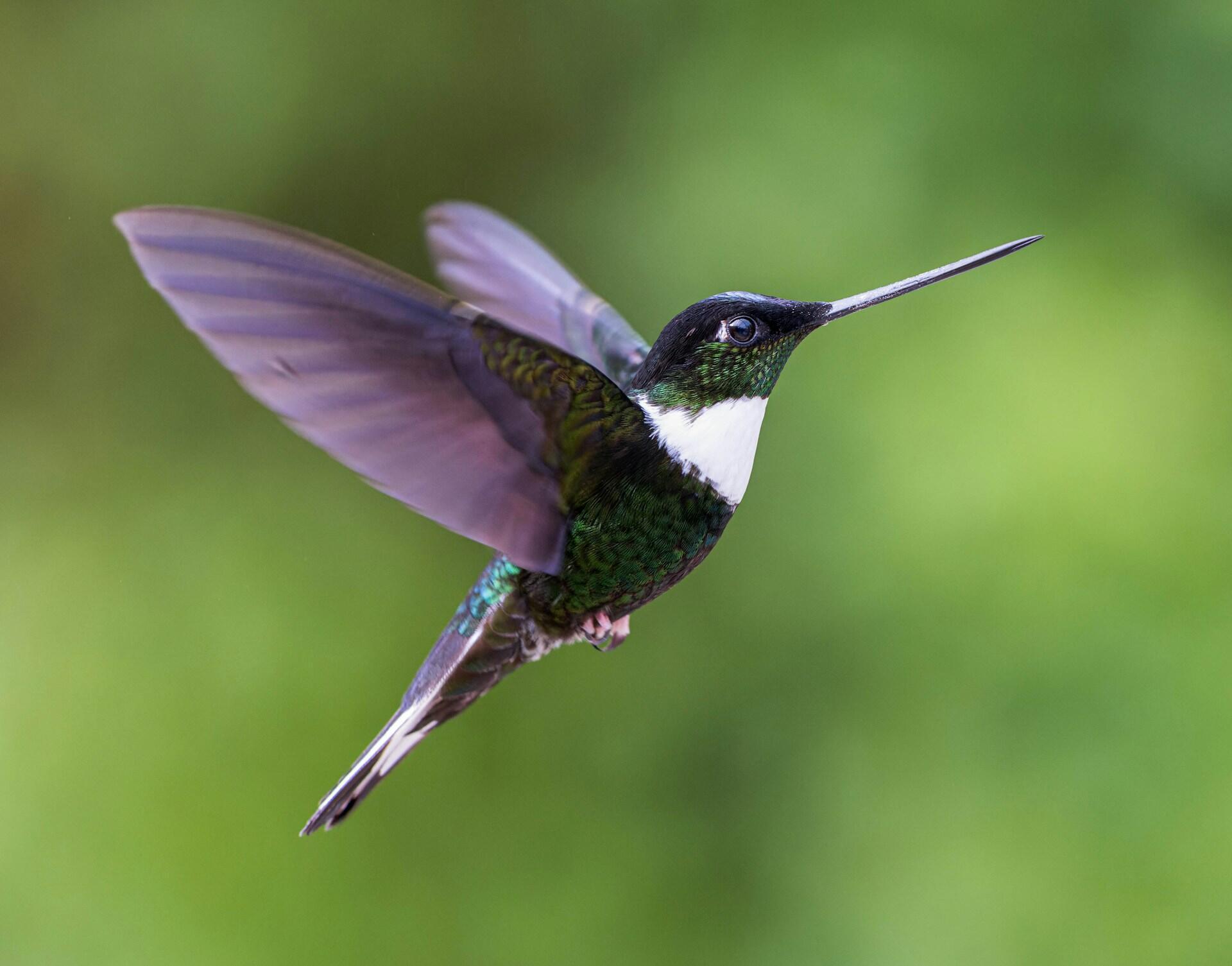 A hummingbird in mid-flight.