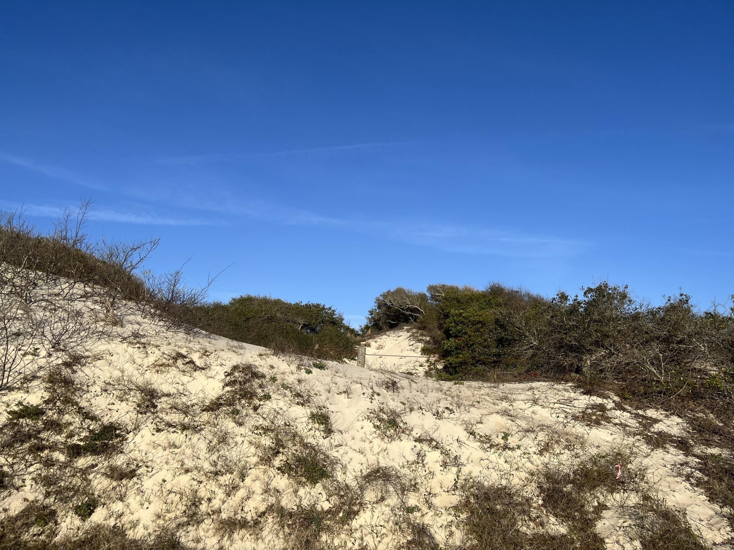 a sand dune with some vital plants growing on top