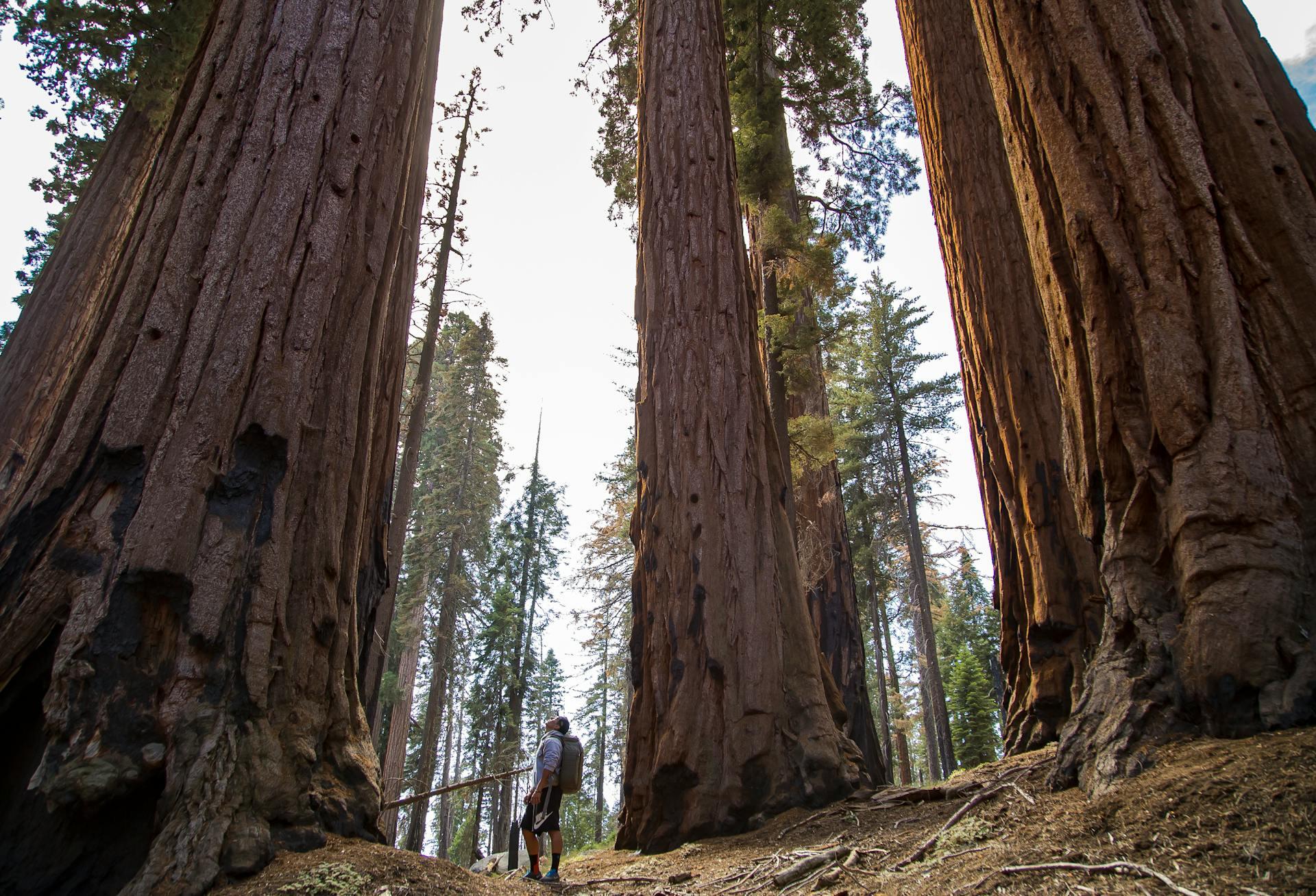 hiker looking very small next to towering trees