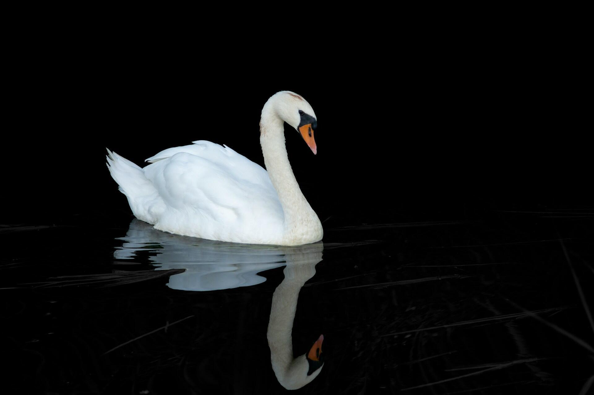 A white swan glides across dark water.