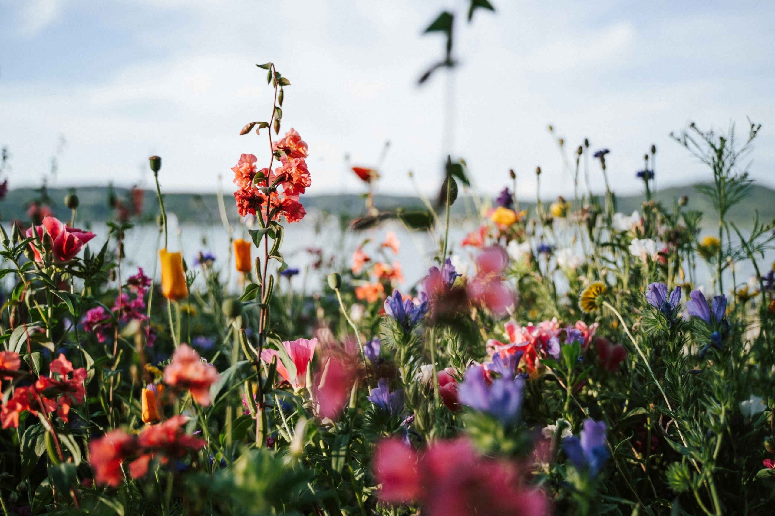 A field of colorful flowers with a lake in the background.
