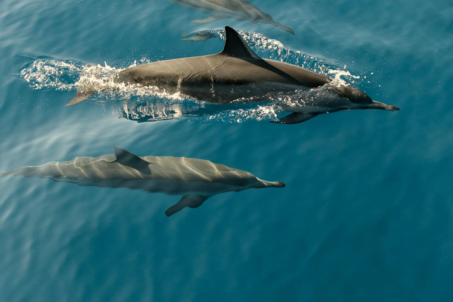 Tres delfines