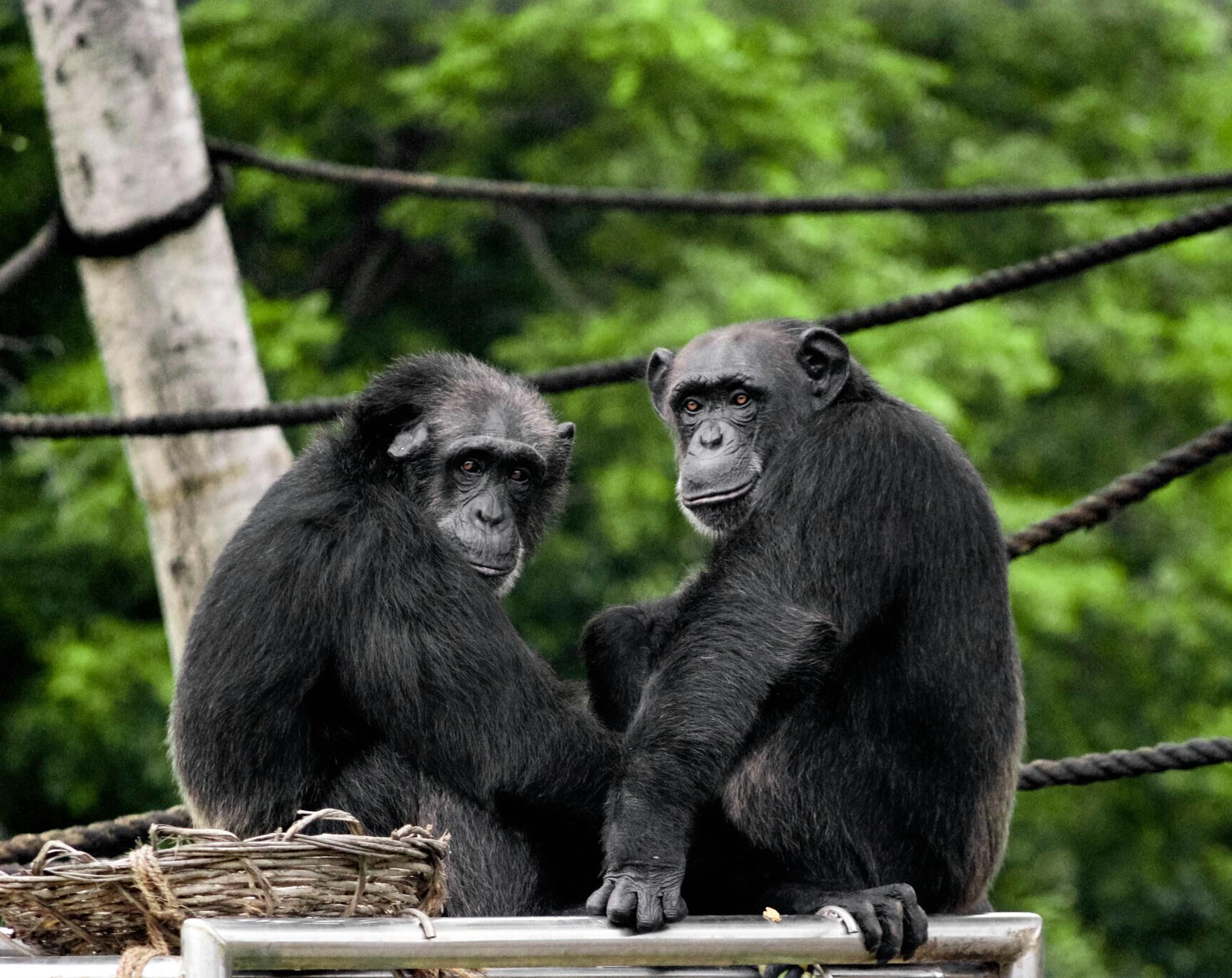 Chimpances