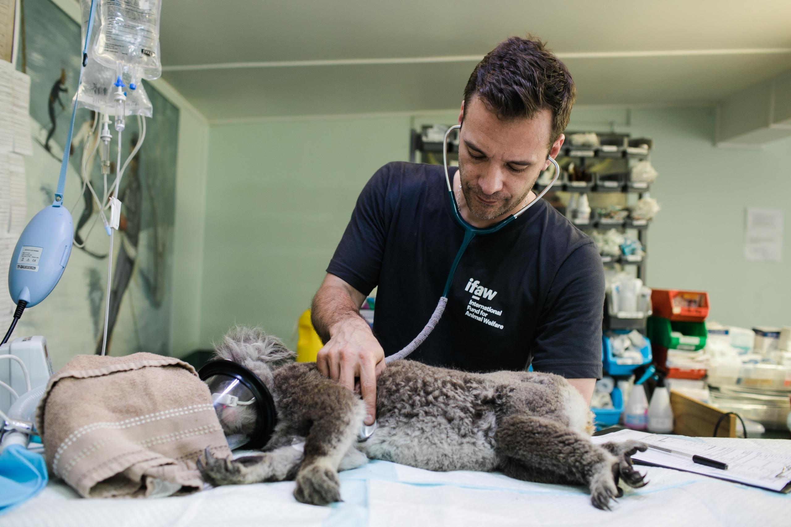 hombre revisando a un koala