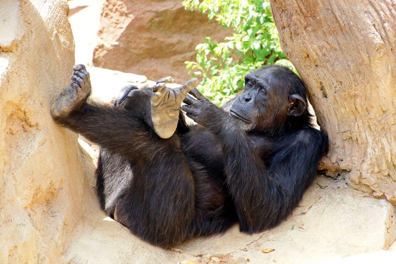 primates