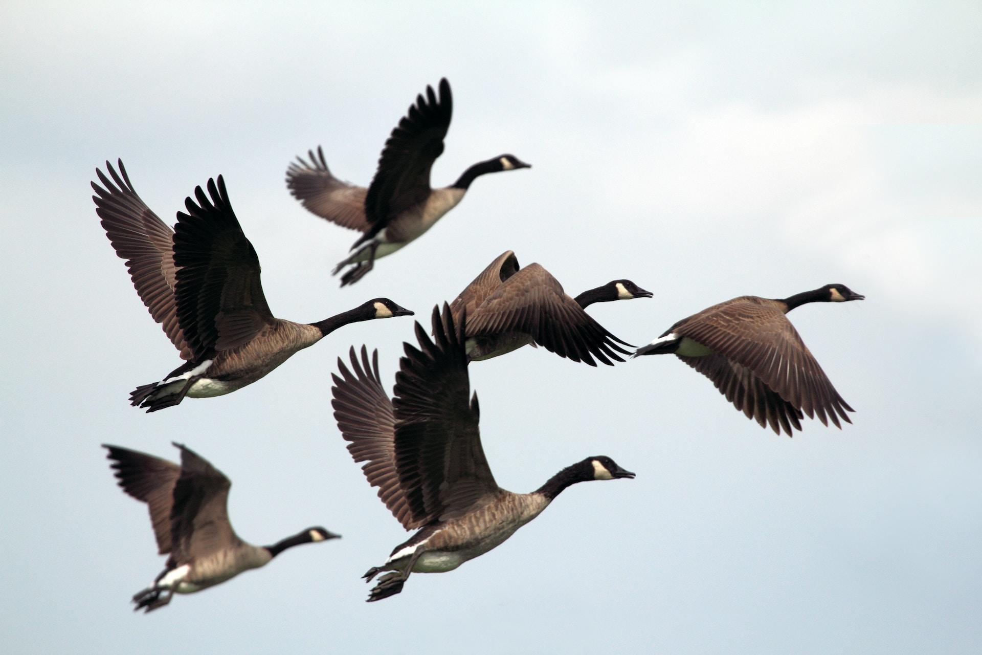Banda de gansos en vuelo.