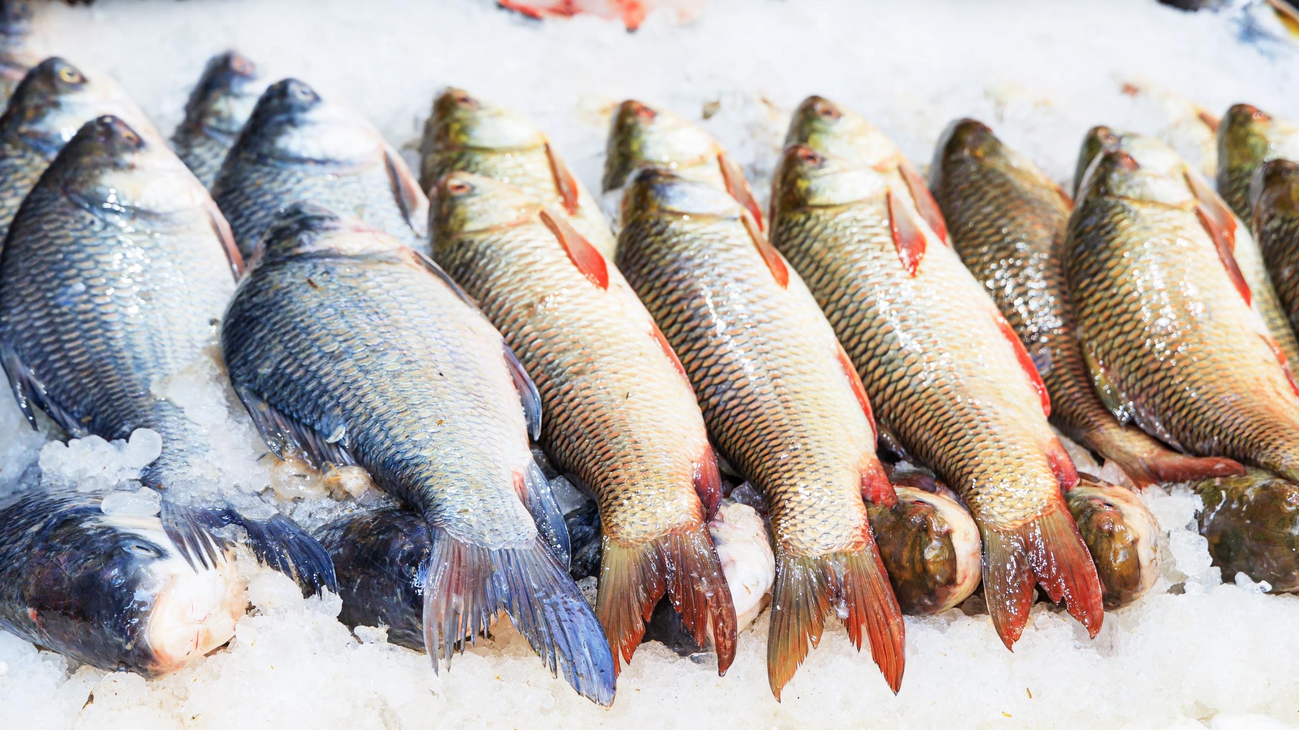 Pescados frescos