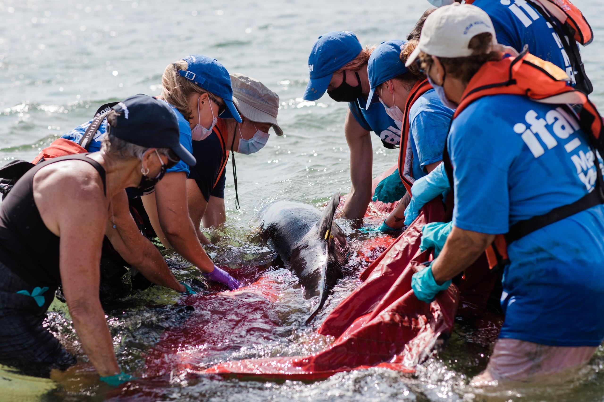 grupo de biologos soltando a un delfin