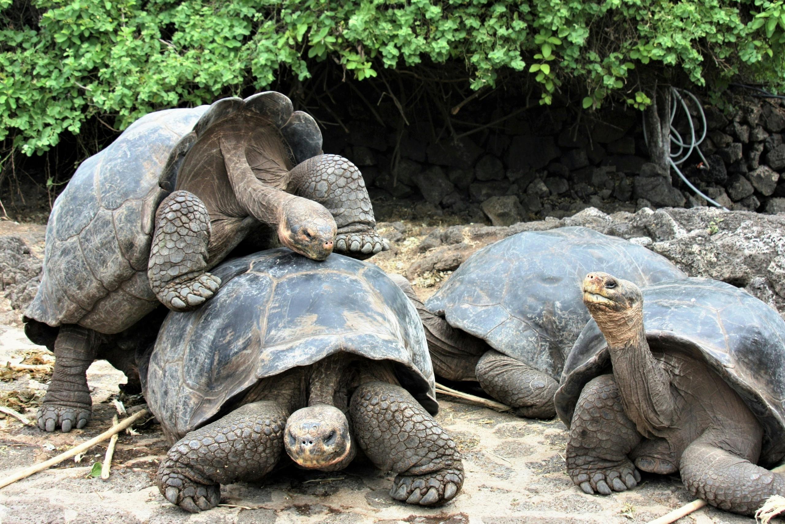 tortugas de galapagos