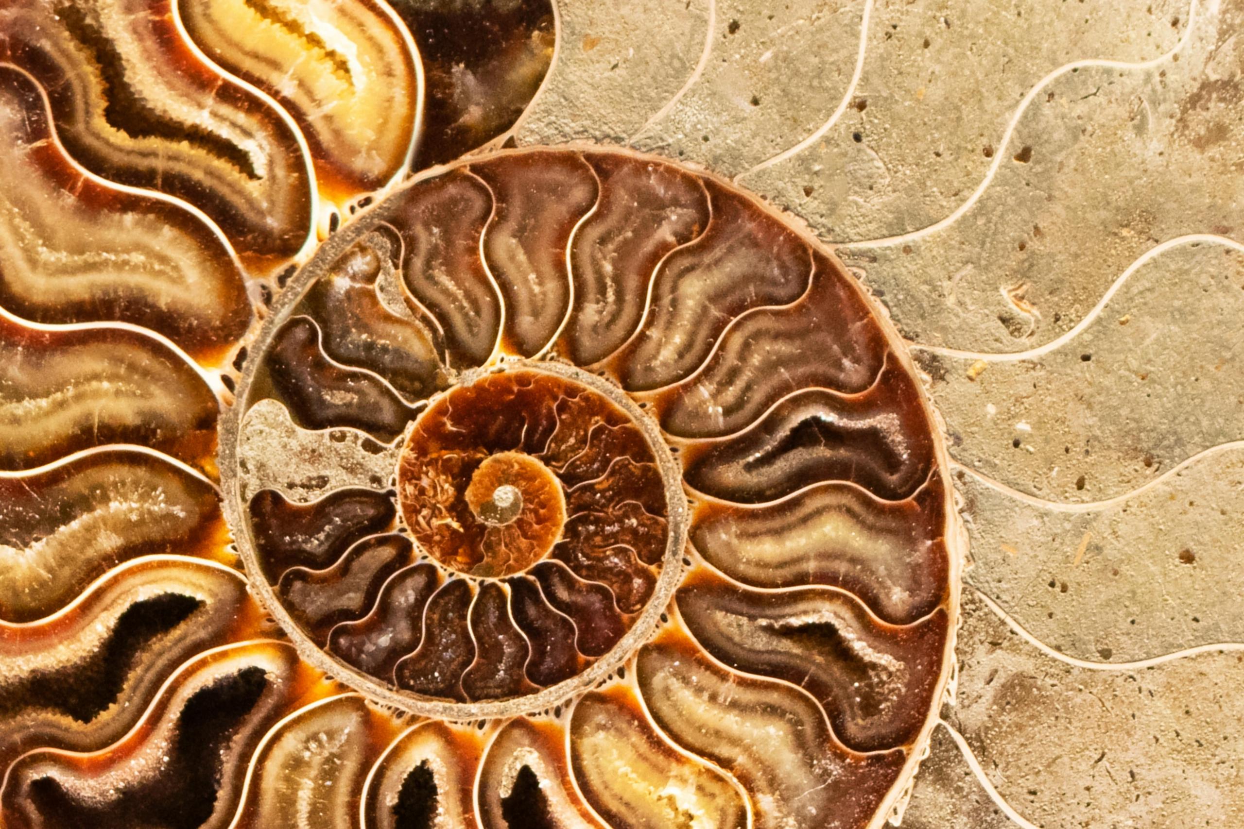 fosil de un nautilus