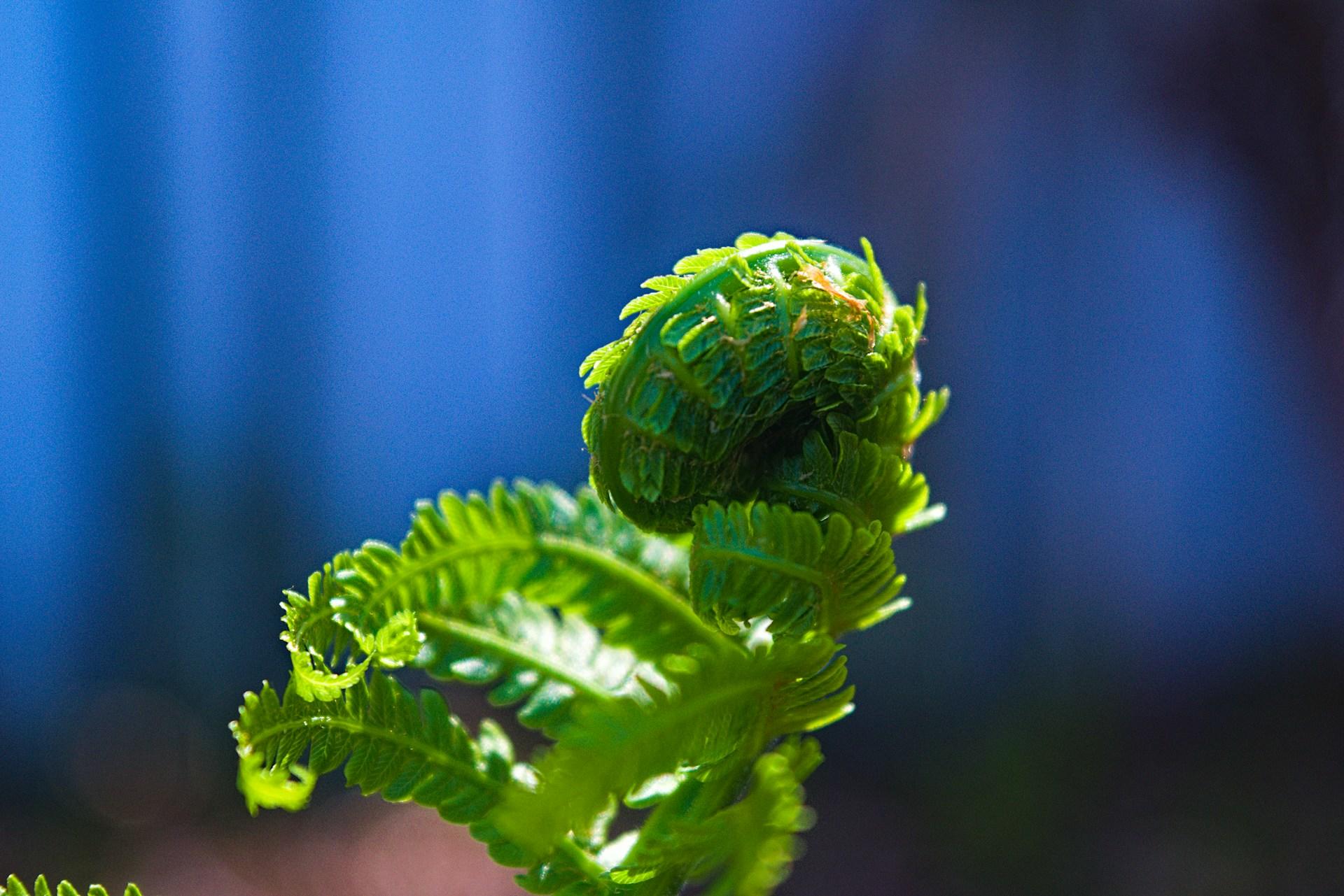 planta