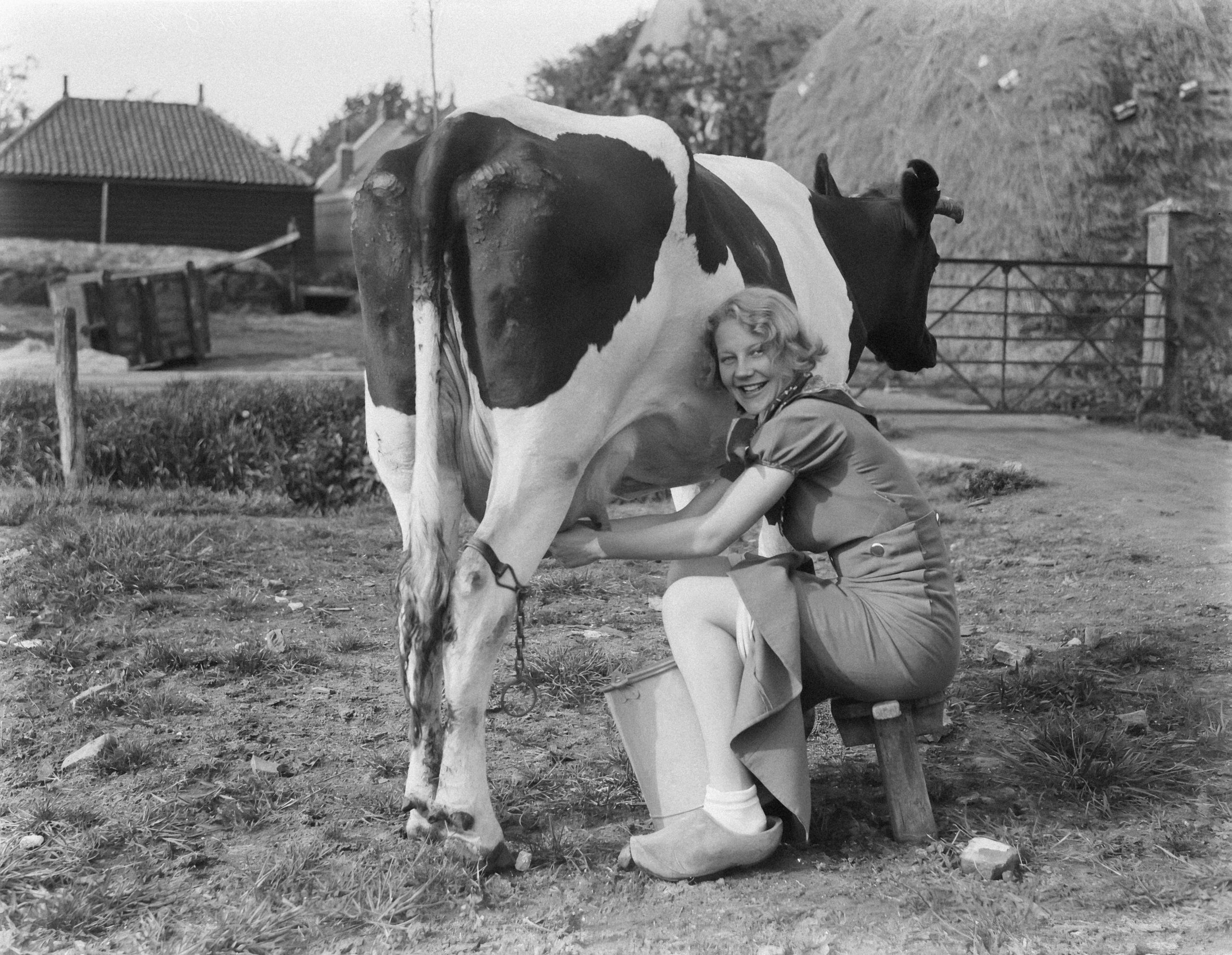 mujer ordeñando una vaca