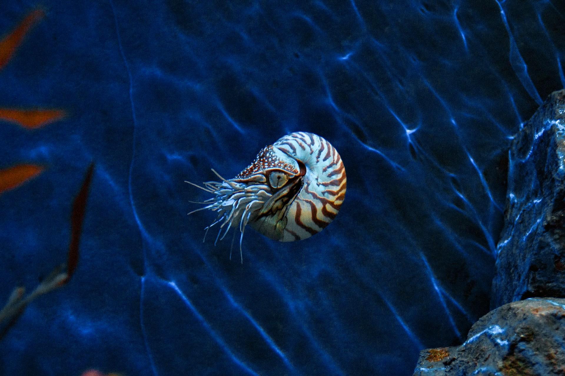 nautilos en agua