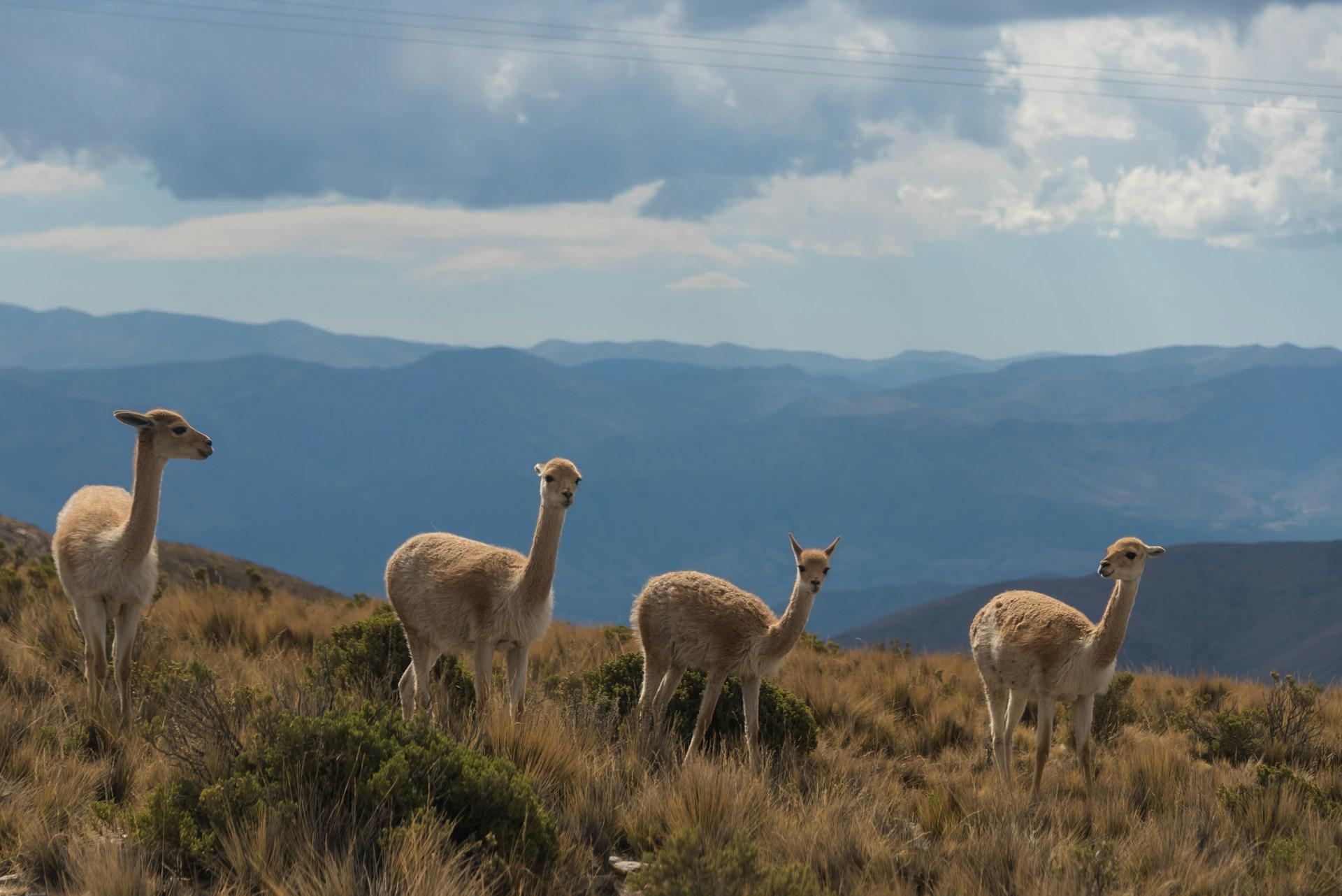 guanacos en argentina