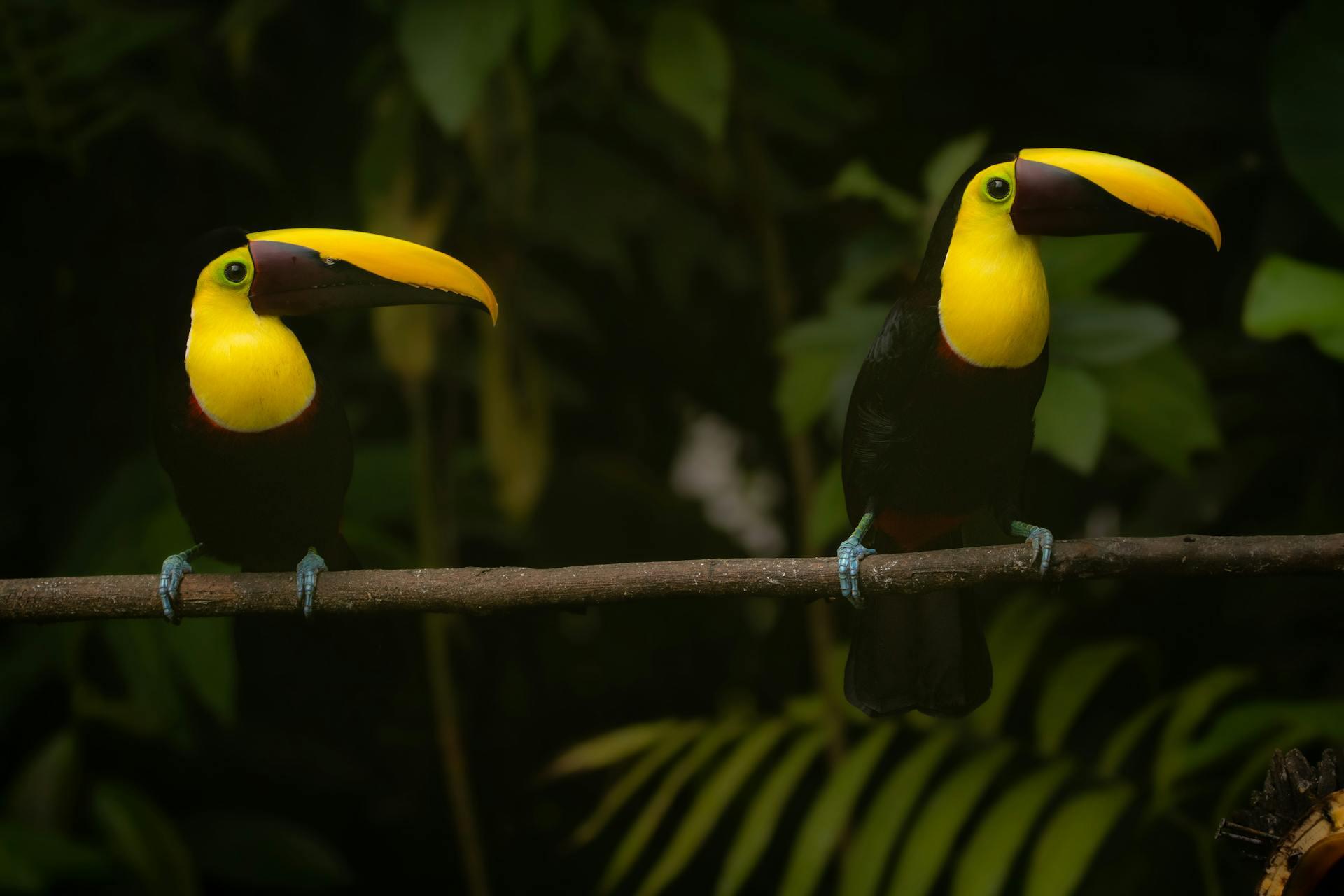Aves tropicales