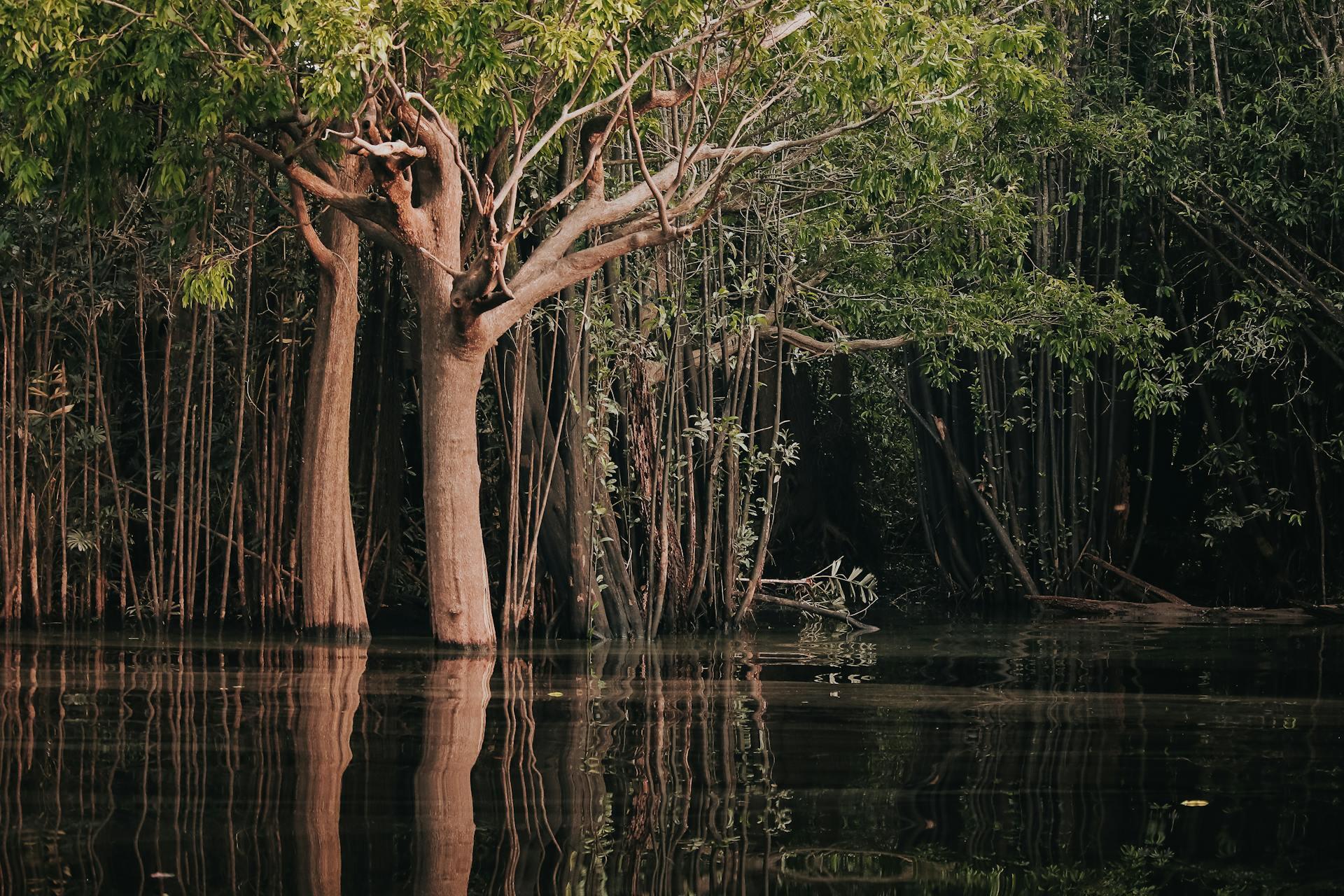 Amazonas