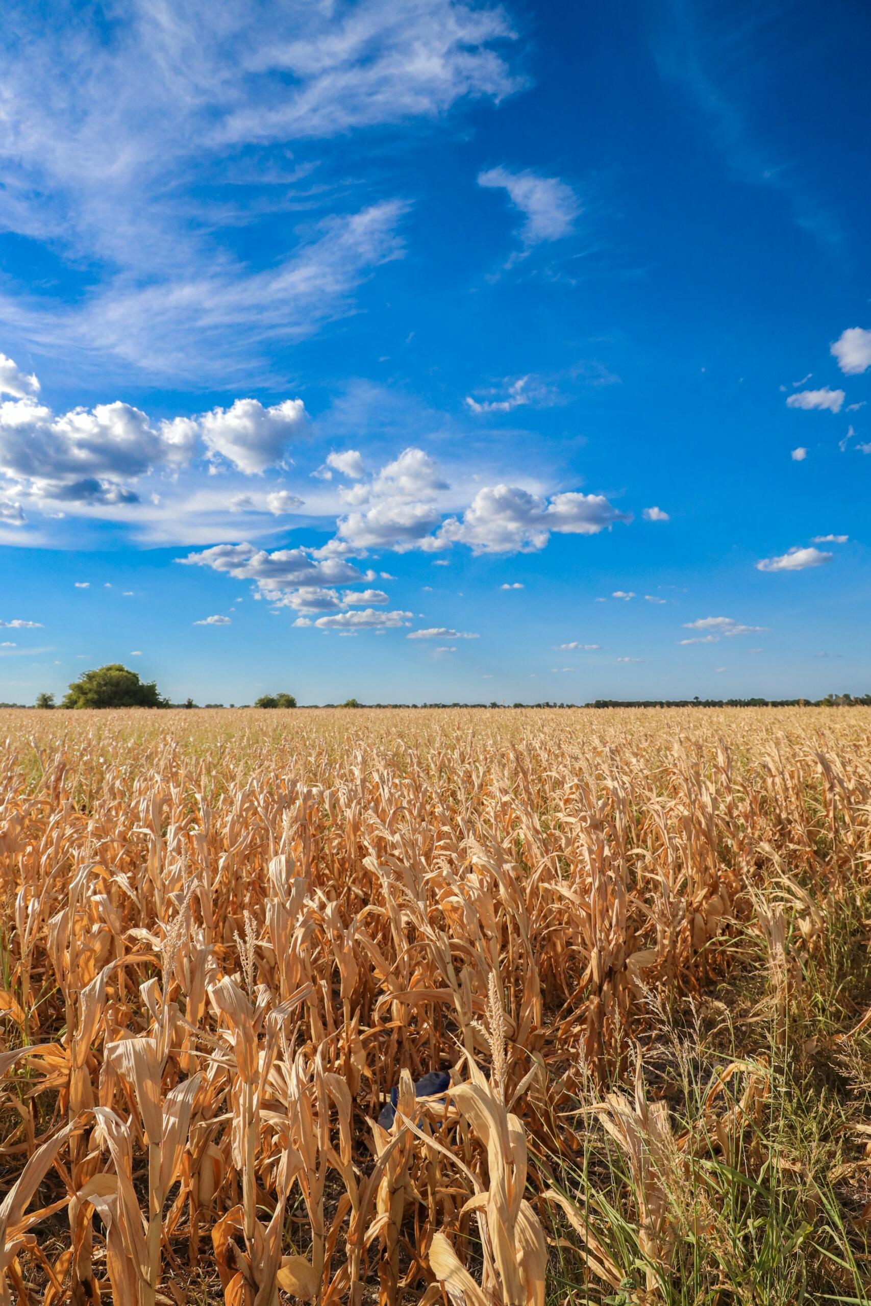 agricultura