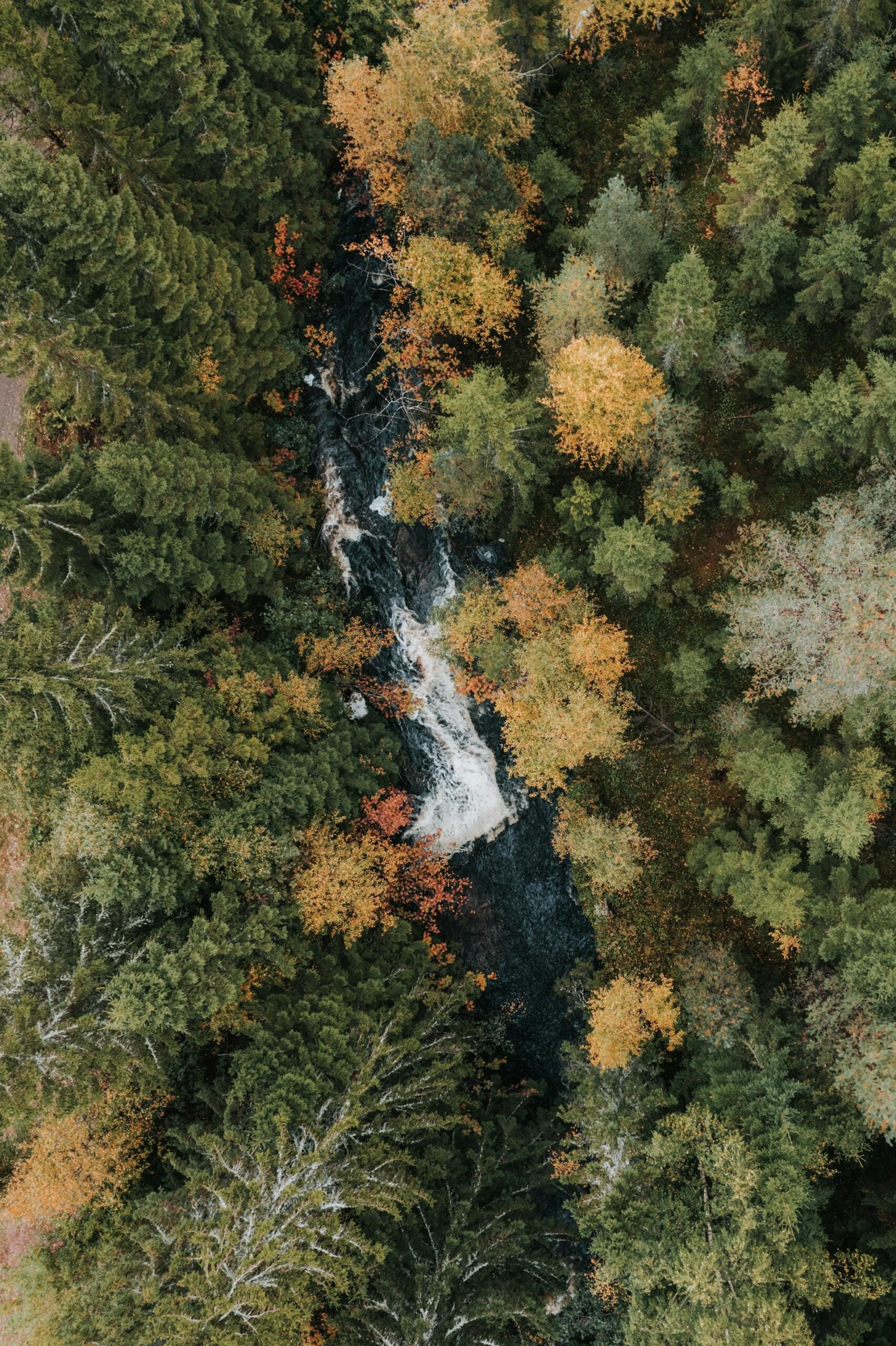 Bosques con río