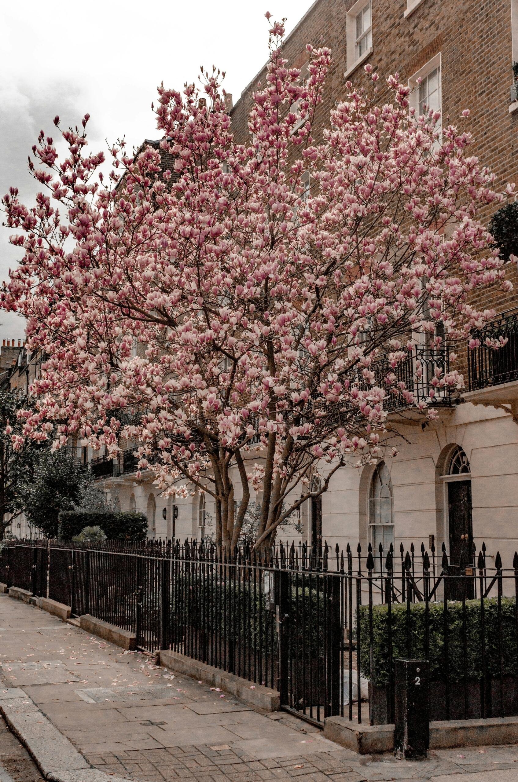 primavera en londres