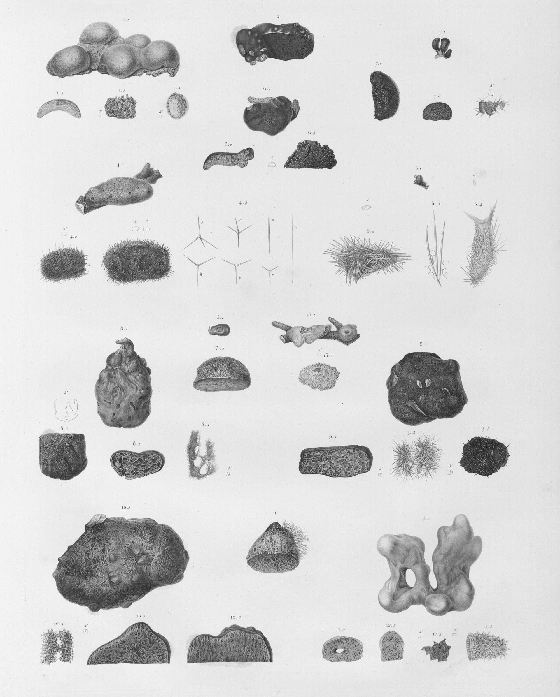 ilustraciones microscopicas
