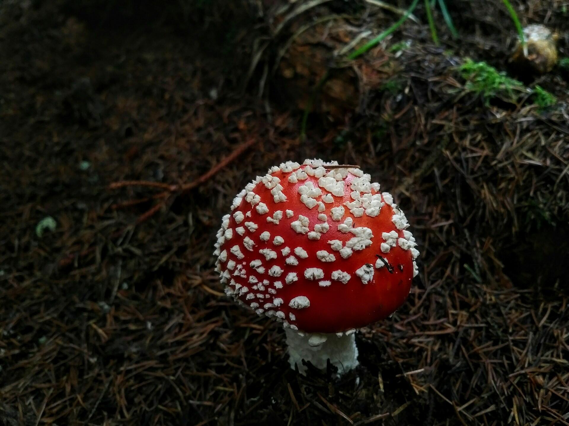 Macro mushroom