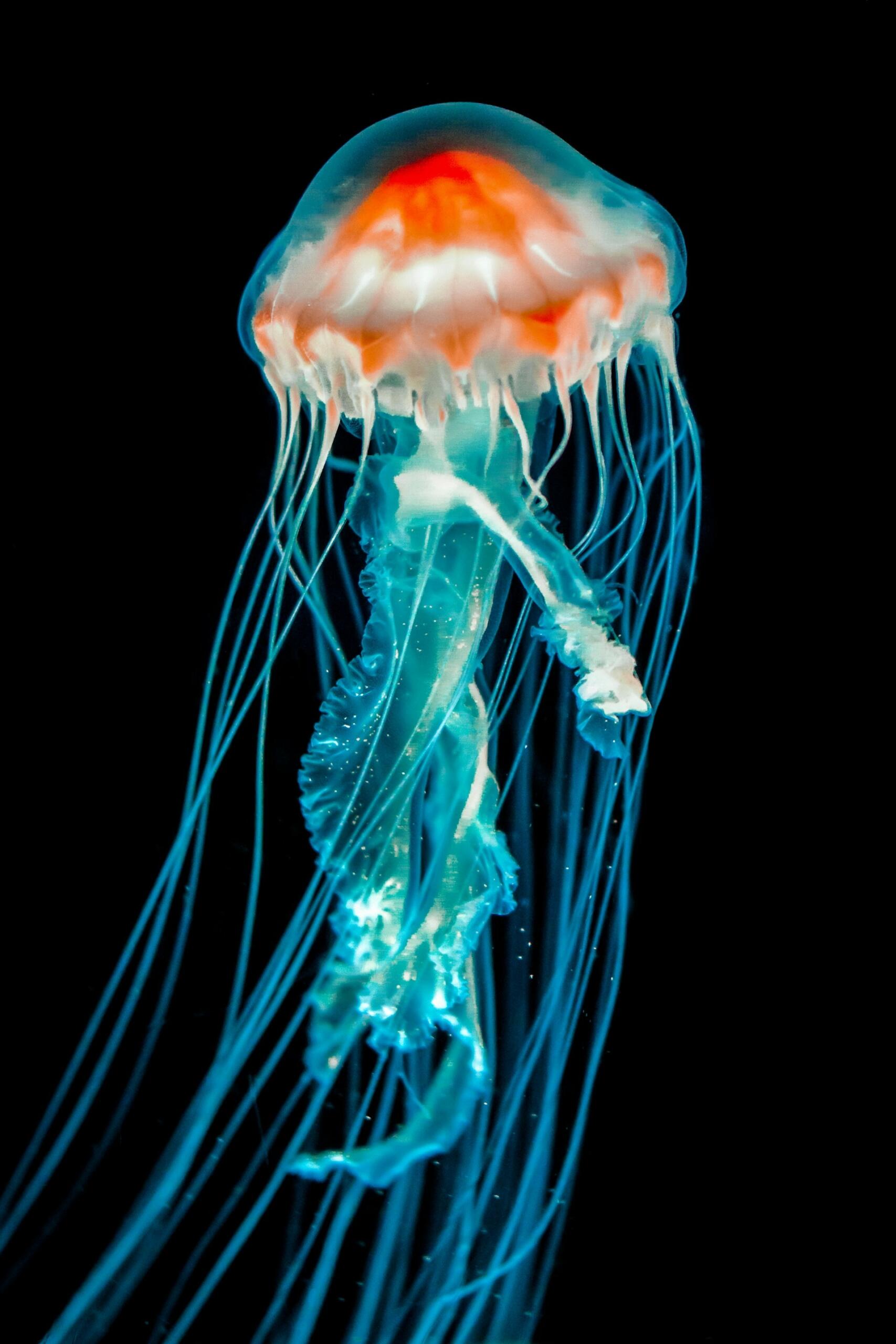 meduza