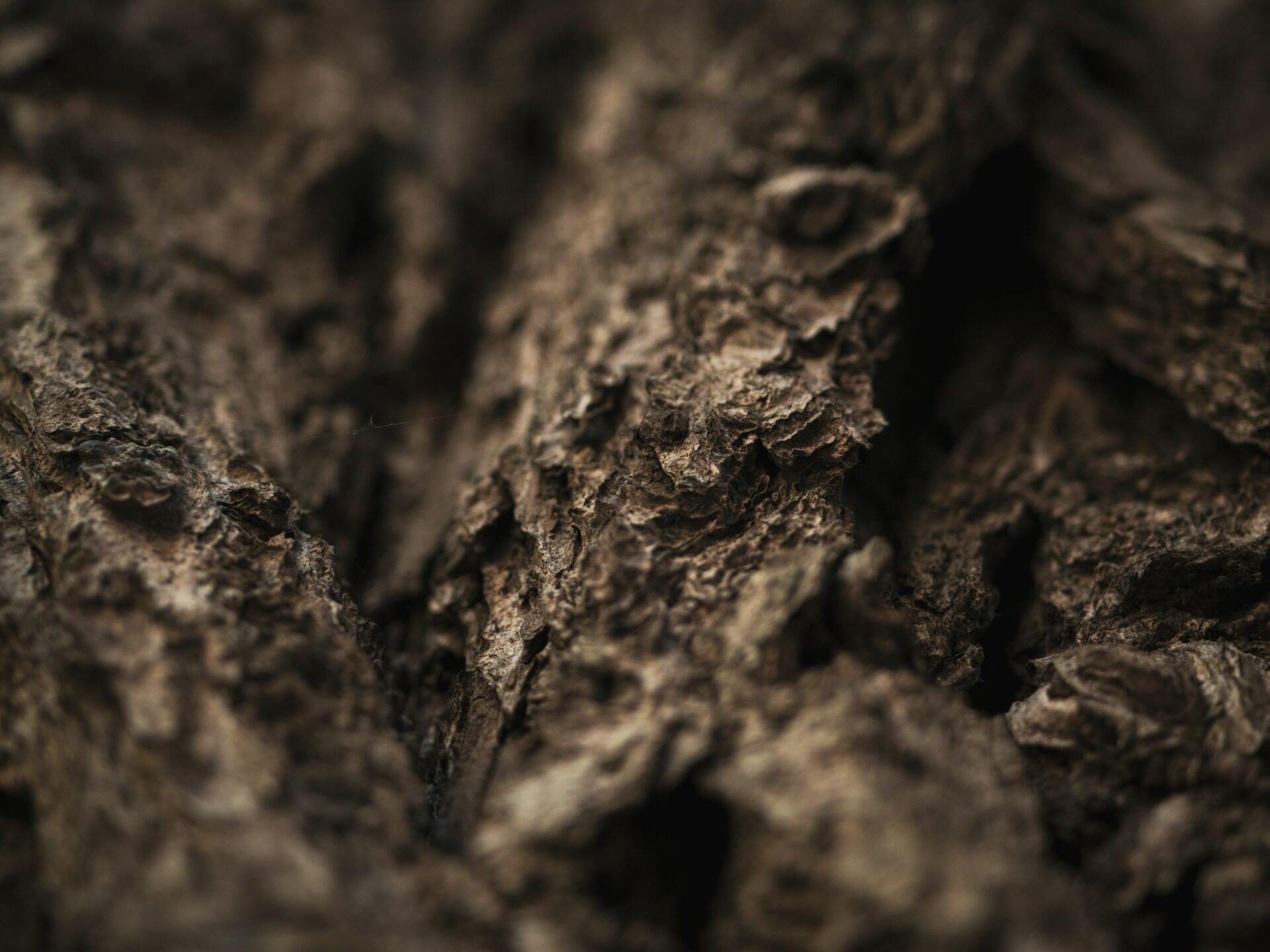 textura de madera de árbol