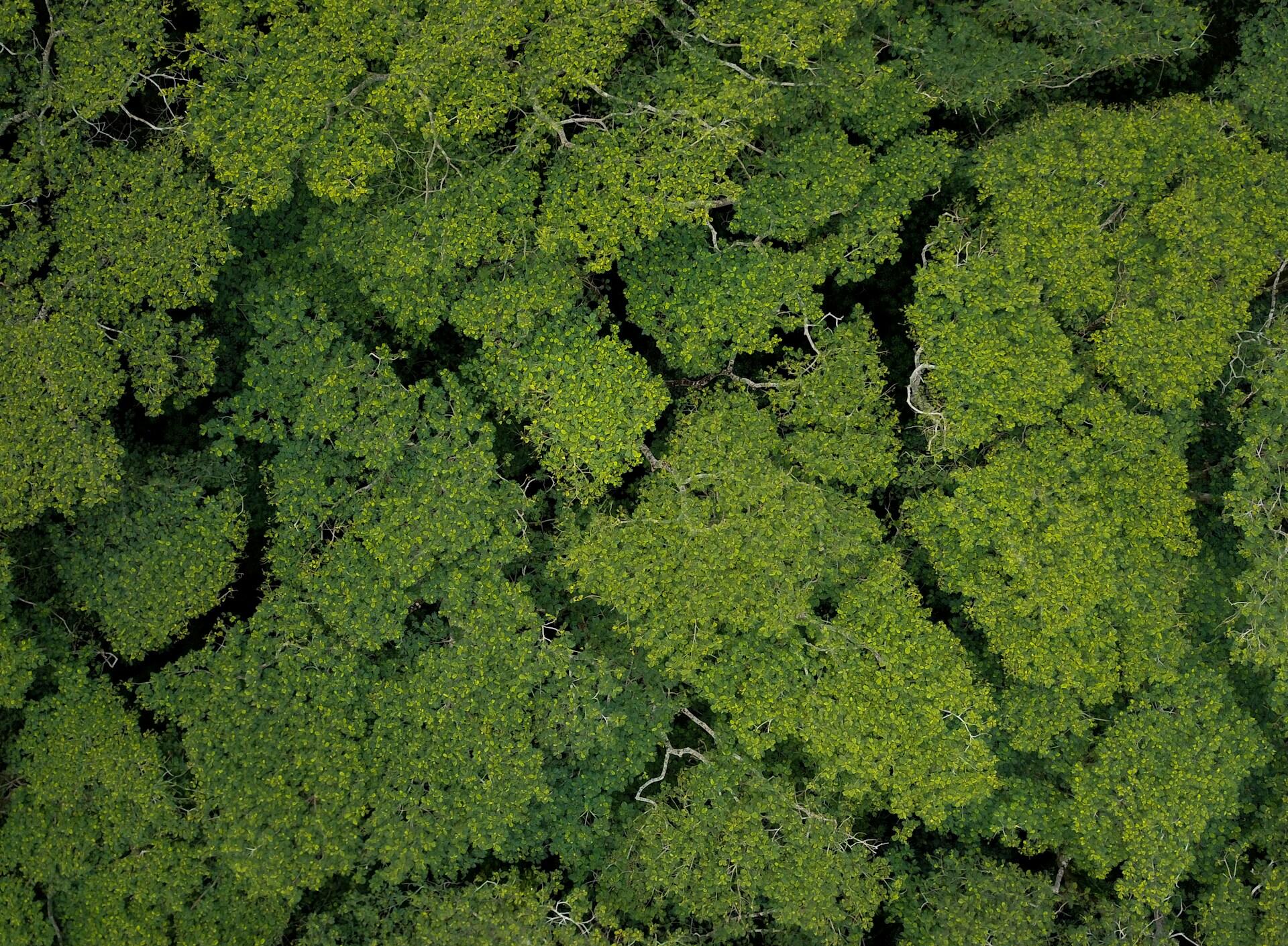 Desde el aire sobre un parque en Illinois, EE. UU., Michael Olsen captura la inmensidad de un bosque con esta vista cenital que revela la densa textura de las copas de los árboles, compartida en Unsplash.
