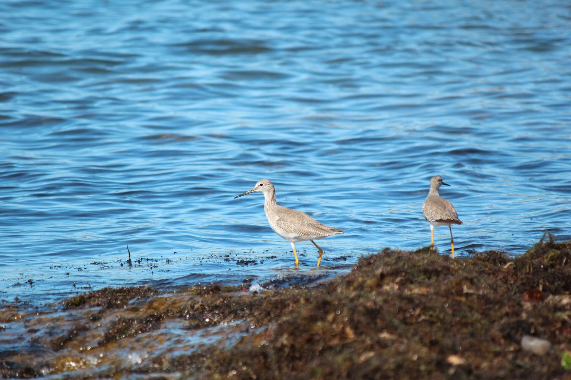 Dos teros en la orilla de Isla Gorriti, Uruguay, fauna típica costera. Foto: Tania Malréchauffé, Unsplash.