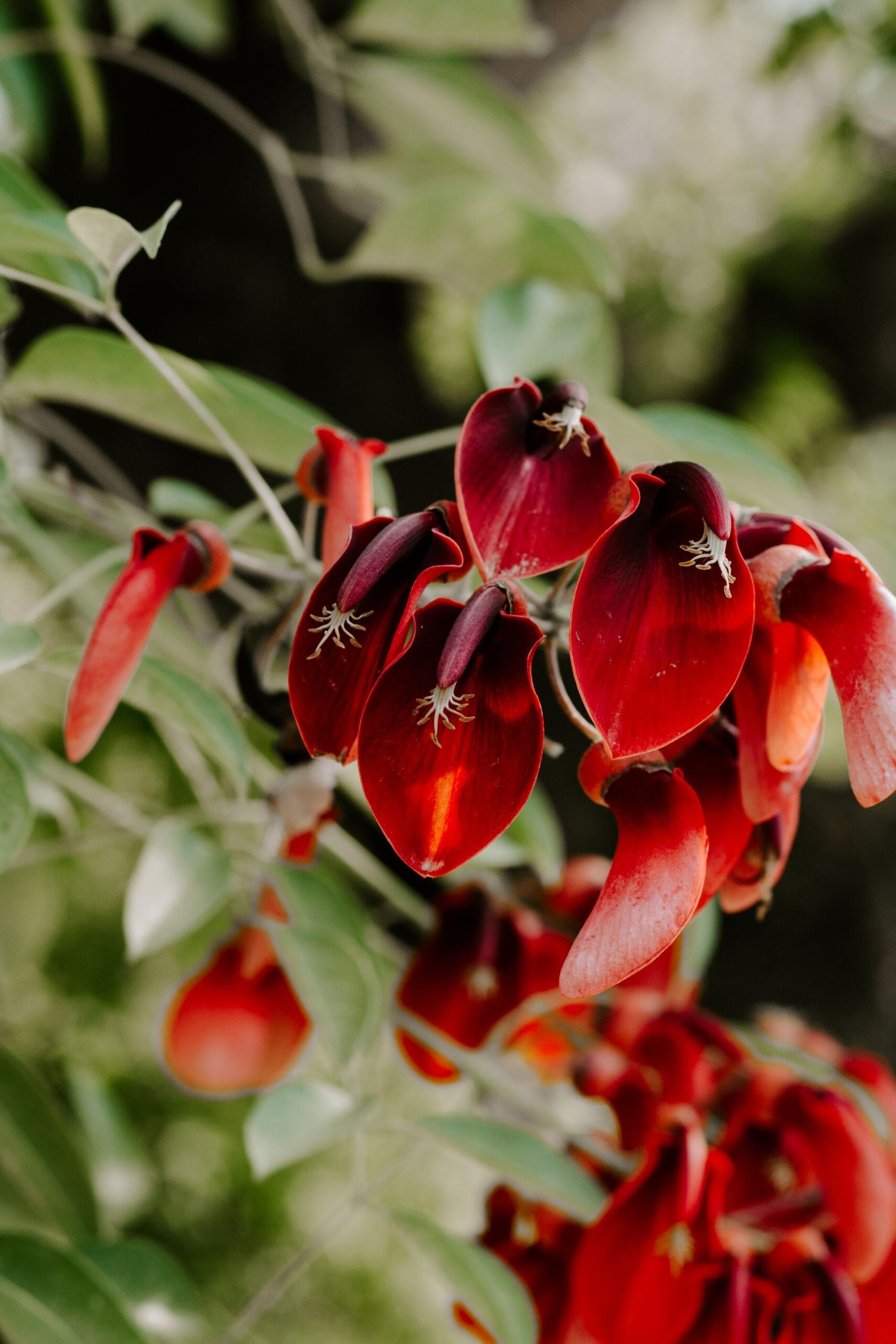 Ceibo. Fuente: Pexels.