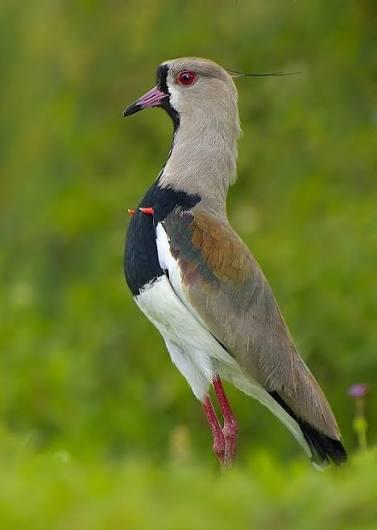 Tero
