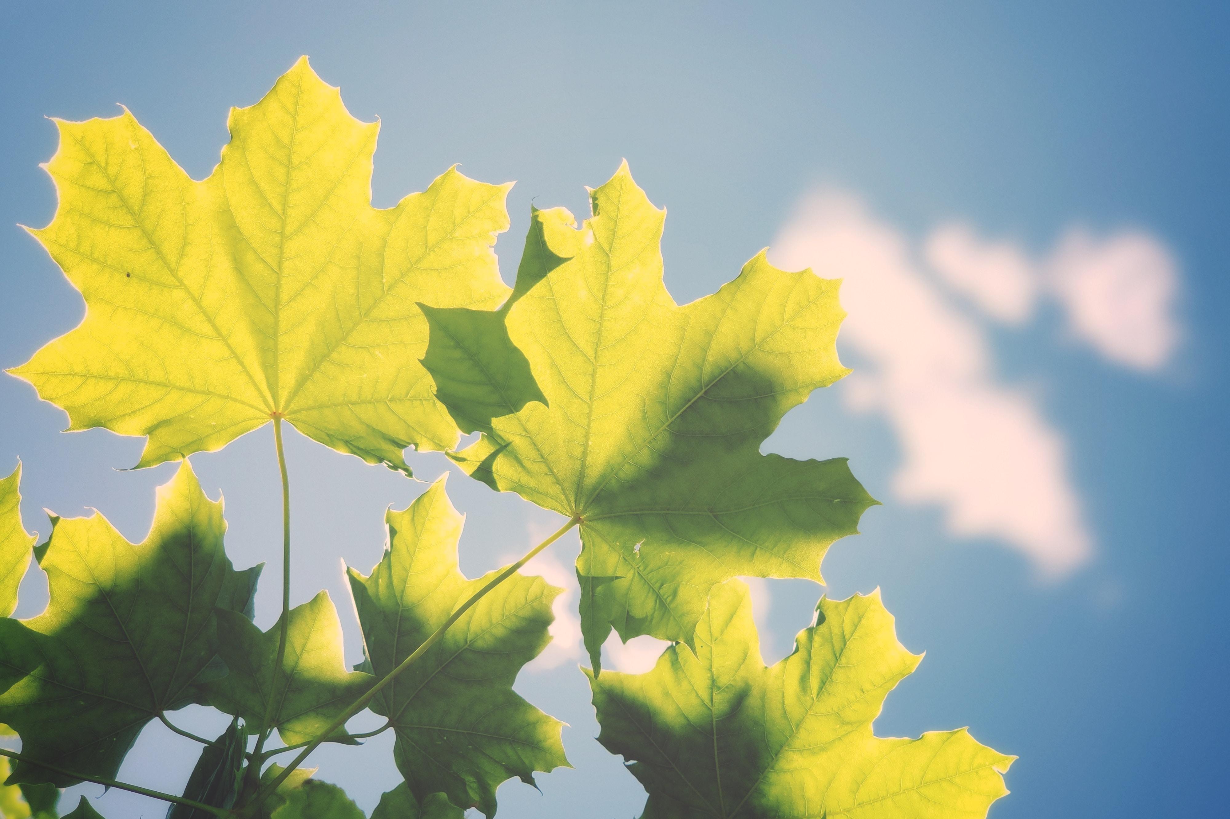 close up of leaves in the sunlight